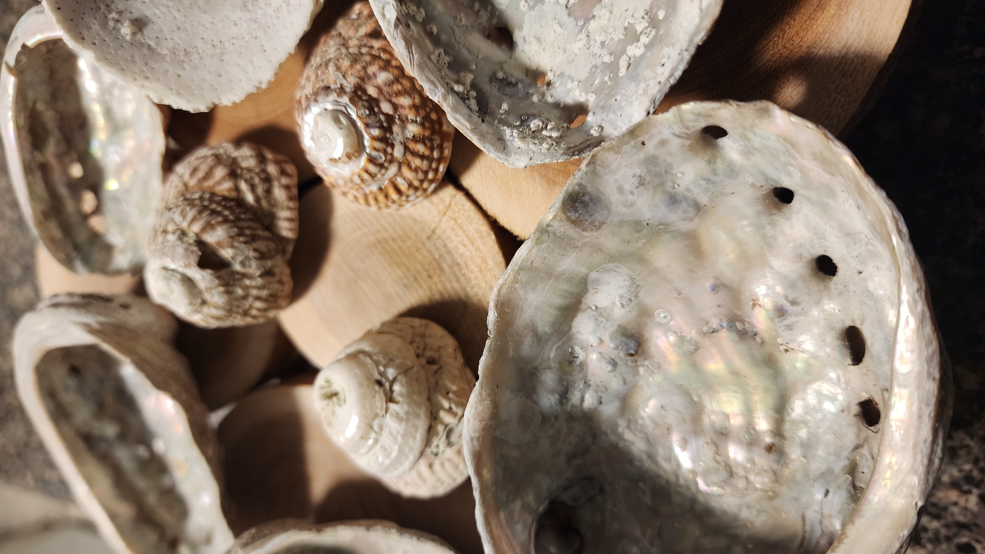 A top-down, close-up shot showcases a collection of seashells and pieces of driftwood arranged together. The seashells vary in size, shape, and color. Some are large, flat, and iridescent, with a pearly sheen and visible holes, characteristic of abalone shells. Others are smaller, spiral-shaped, and have a rough, textured surface with bands of brown and tan. The driftwood pieces are light brown and appear to be cut into smooth, circular discs. The lighting is dim, creating shadows that add depth and highlight the textures of the shells and wood. The arrangement suggests a decorative display or a natural grouping of found objects. The focus is on the intricate details of the shells, including their varied surfaces, colors, and the mother-of-pearl effect on the larger shells. There is no visible text. The scene is static, with no activity taking place. The overall impression is one of natural beauty and organic arrangement.