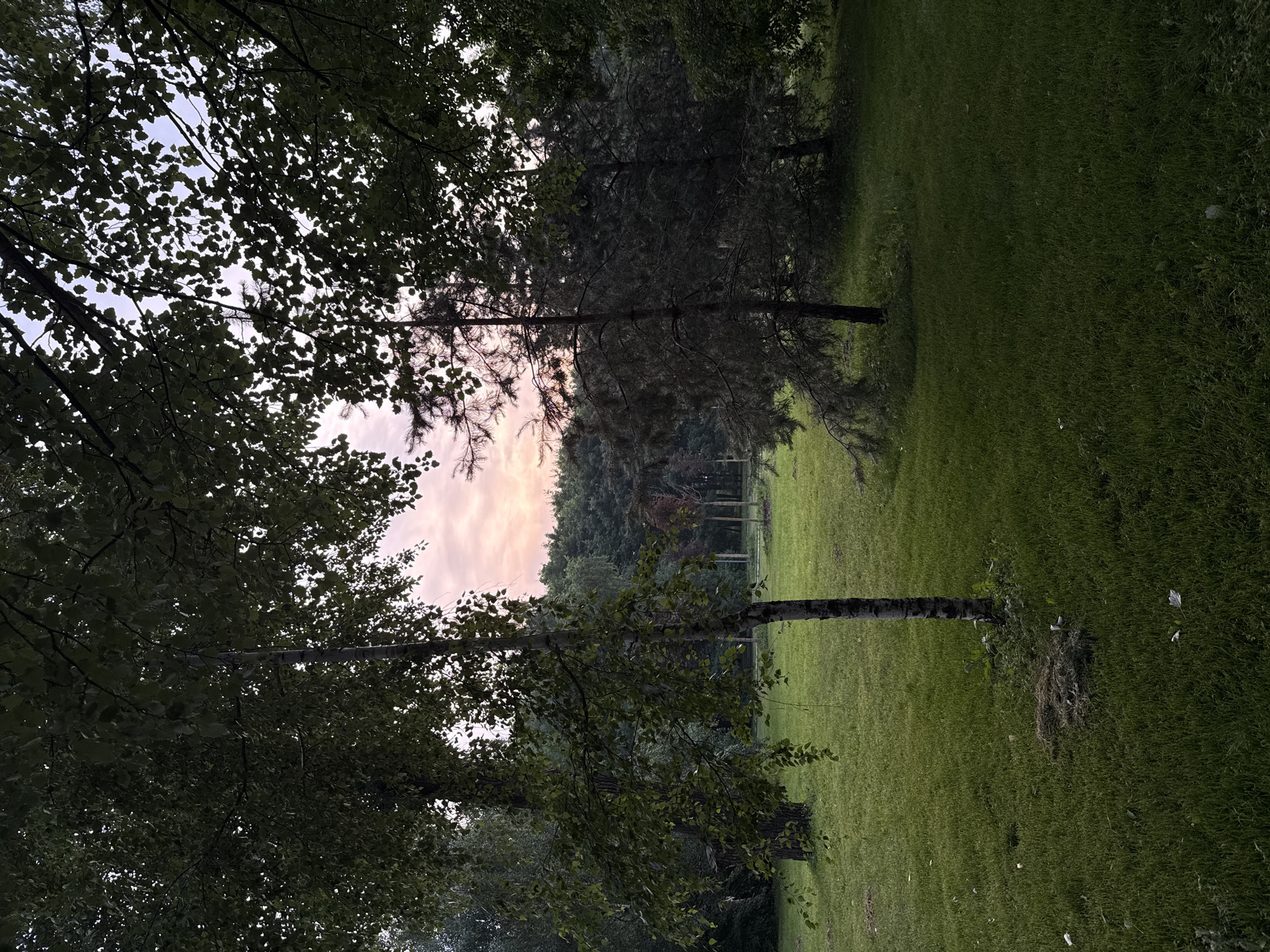 The image depicts a park at dusk, with a soft pink and orange sky visible through the canopy of trees. In the foreground, a lush green lawn is partially obscured by the leaves and branches of several trees. A slender birch tree stands prominently in the center-left, its white bark contrasting with the darker foliage. To its right, a spiky evergreen tree leans towards the grass. In the background, a dense line of trees forms a dark silhouette against the colorful sky. The overall impression is one of a tranquil evening scene in a natural setting, likely a public park within a city, given the manicured lawn and the presence of various tree species. There are no people or animals visible in the image. The location is not specified in the image and cannot be determined.