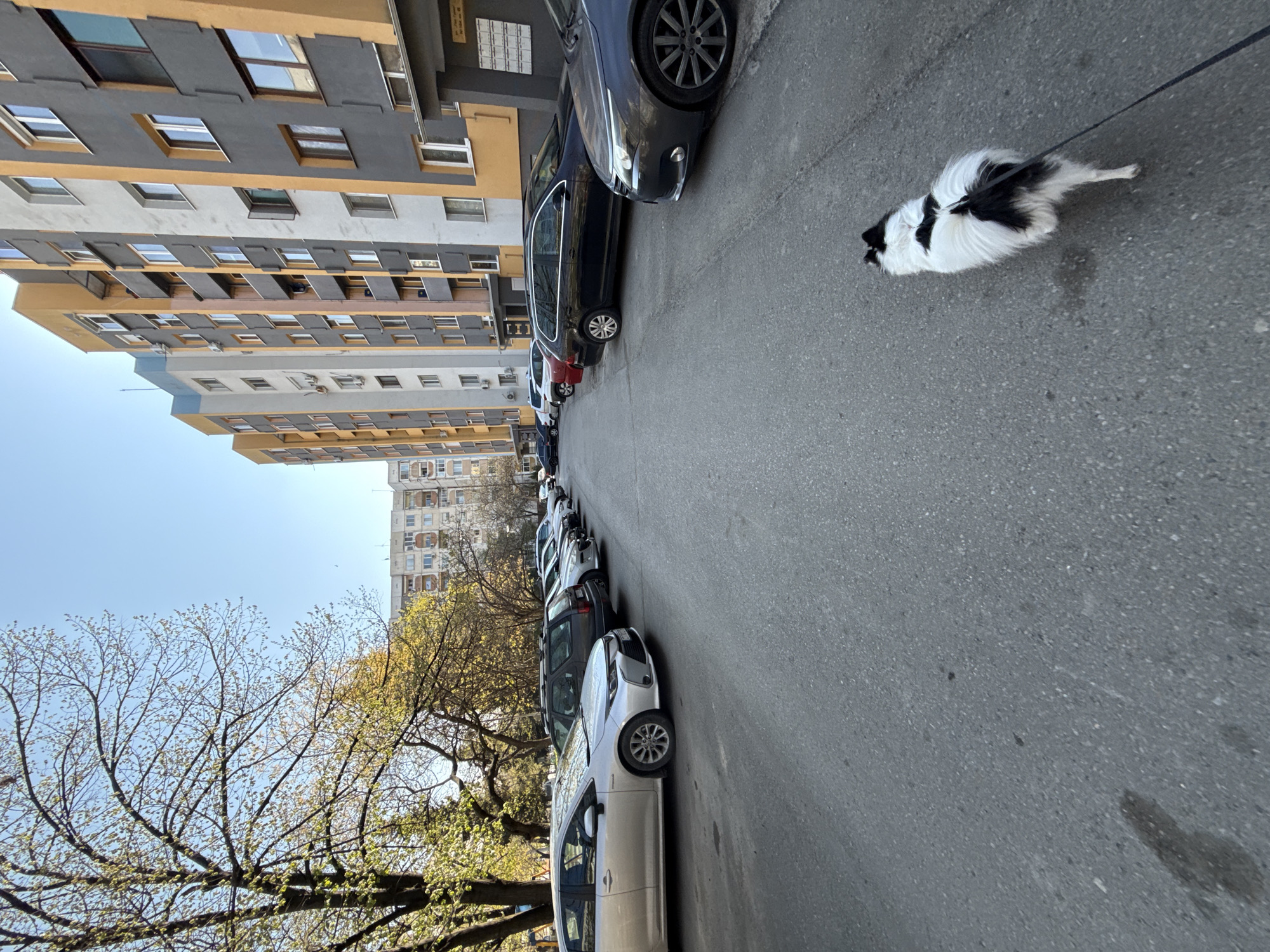 The image depicts a street scene in an urban area. The street is lined with parked cars on one side. A black and white dog is on a leash, walking along the sidewalk. Multi-story apartment buildings are visible in the background, with bare trees in the foreground. The sky is blue. The buildings indicate this is likely a residential area. This location appears to be in Stara Zagora, Bulgaria.