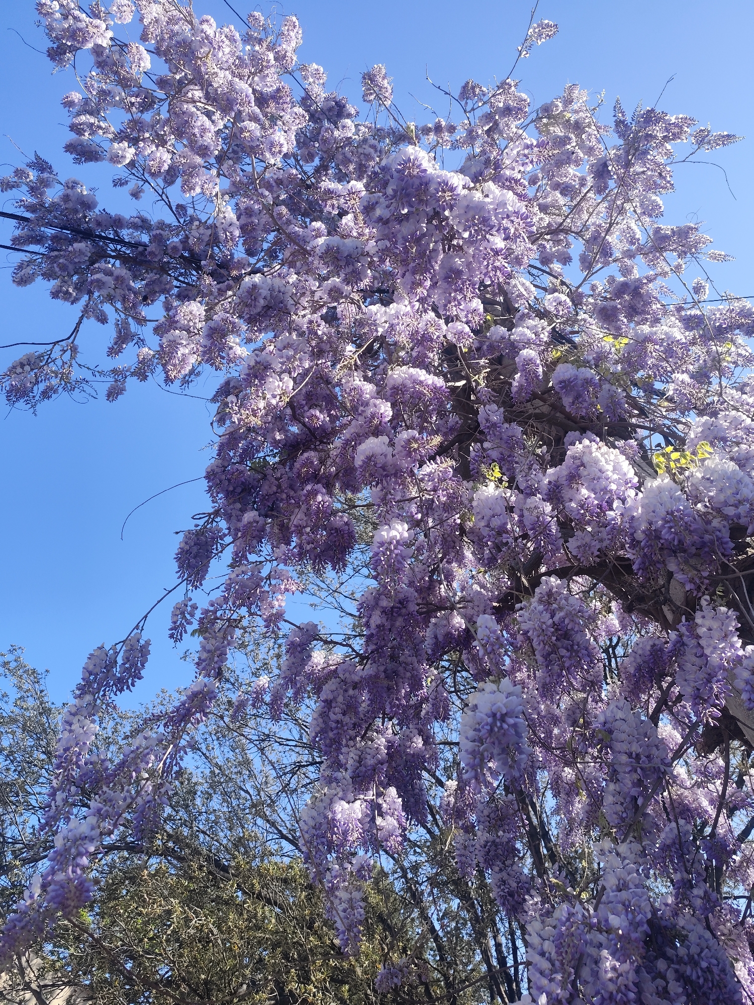 A medium shot angled upwards depicts a wisteria tree in full bloom against a clear blue sky. The tree's branches are covered with clusters of lavender-colored flowers that hang down like bunches of grapes. Some green leaves peek out from behind the flowers. The trunk and branches of the tree are visible, along with some power lines running through the upper left portion of the frame. Below the wisteria, glimpses of other trees with darker foliage can be seen. The location is Симеизский поселковый совет, Ukraine.