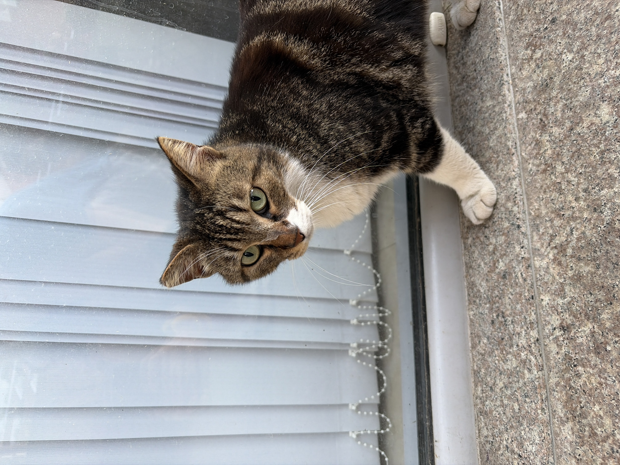 A domestic cat, a tabby with distinct brown, black, and white markings, looks directly at the camera with bright green eyes. Its face, chest, and paws are white, contrasting with its striped fur. White whiskers fan out from its snout, and its head is tilted slightly.
The cat is positioned on what appears to be a windowsill or a ledge, with its body extending into the frame from the top right. One white paw rests on a granular, brownish-grey surface resembling granite or speckled stone. A small, white rectangular object with some illegible text is visible near this paw.
Behind the cat, on the left side of the image, is a window featuring light-colored horizontal blinds, which appear slightly dusty. A white beaded chain, likely for adjusting the blinds, hangs vertically along the windowpane. The scene is brightly lit, suggesting it is daytime. The cat's direct gaze conveys curiosity or attention towards something beyond the window or at the photographer. The setting is an indoor environment in Budva, Montenegro.