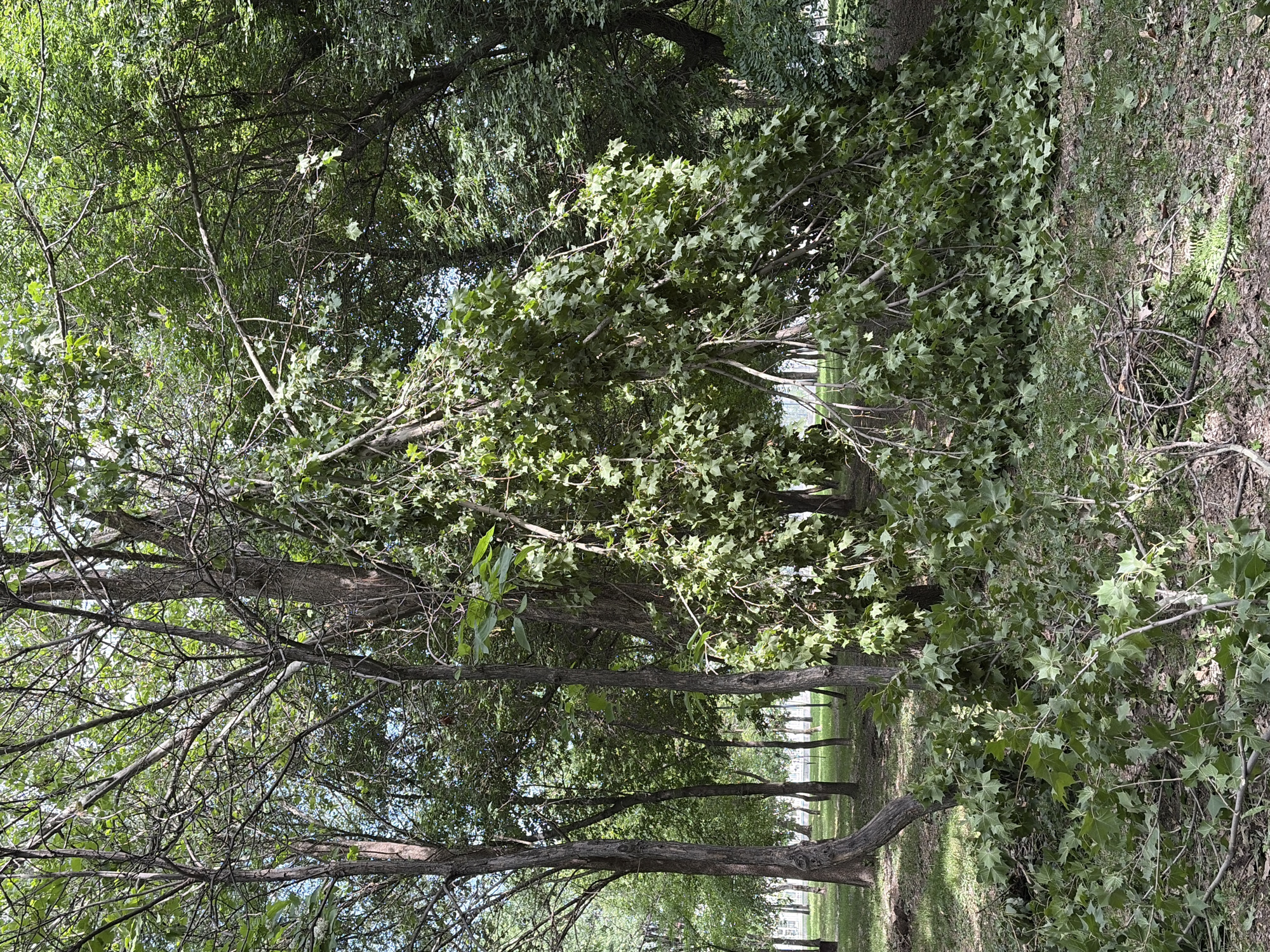 In an outdoor park setting with a tree in the foreground, a large branch has broken off and is resting on the ground. The branch is covered in green leaves. Scattered on the ground are smaller branches and leaves. The surrounding area is covered in grass and fallen leaves. Other trees with green foliage are visible in the background. The sky is partly visible through the leaves, appearing bright.