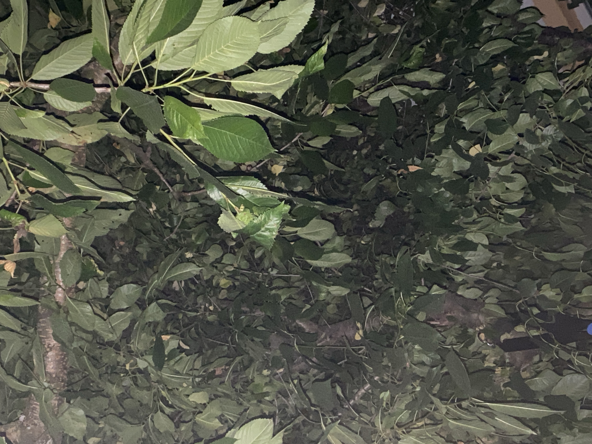 This is an exterior medium shot of dense foliage, primarily leaves, with a visible tree trunk and branches. The lighting suggests it is either nighttime or a very shaded area, with some artificial light present in the bottom right, illuminating a small portion of a wall or structure. The leaves are various shades of green, some appearing to have yellowed or brown tinges, indicating potential seasonal changes or slight decay. The overall impression is of an overgrown natural area within an urban environment. Based on the provided location of Zastavna, Ukraine, this image likely depicts a section of a park, a backyard, or a street lined with trees in the city. There are no people or overt human activity visible in the frame.