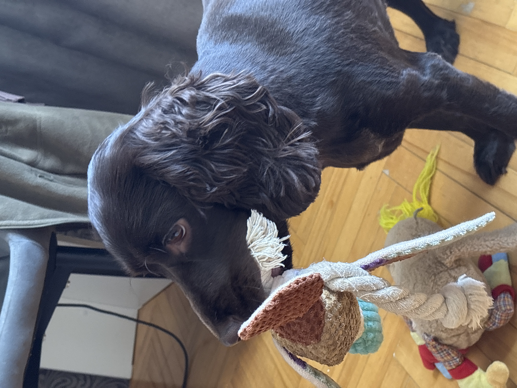 A brown dog is playing with a stuffed toy on a wooden floor. The dog's head is tilted, and it is looking at the toy in its mouth. The toy appears to be made of rope and fabric. Part of a chair is visible on the left side of the image. The location is not discernible from the image.