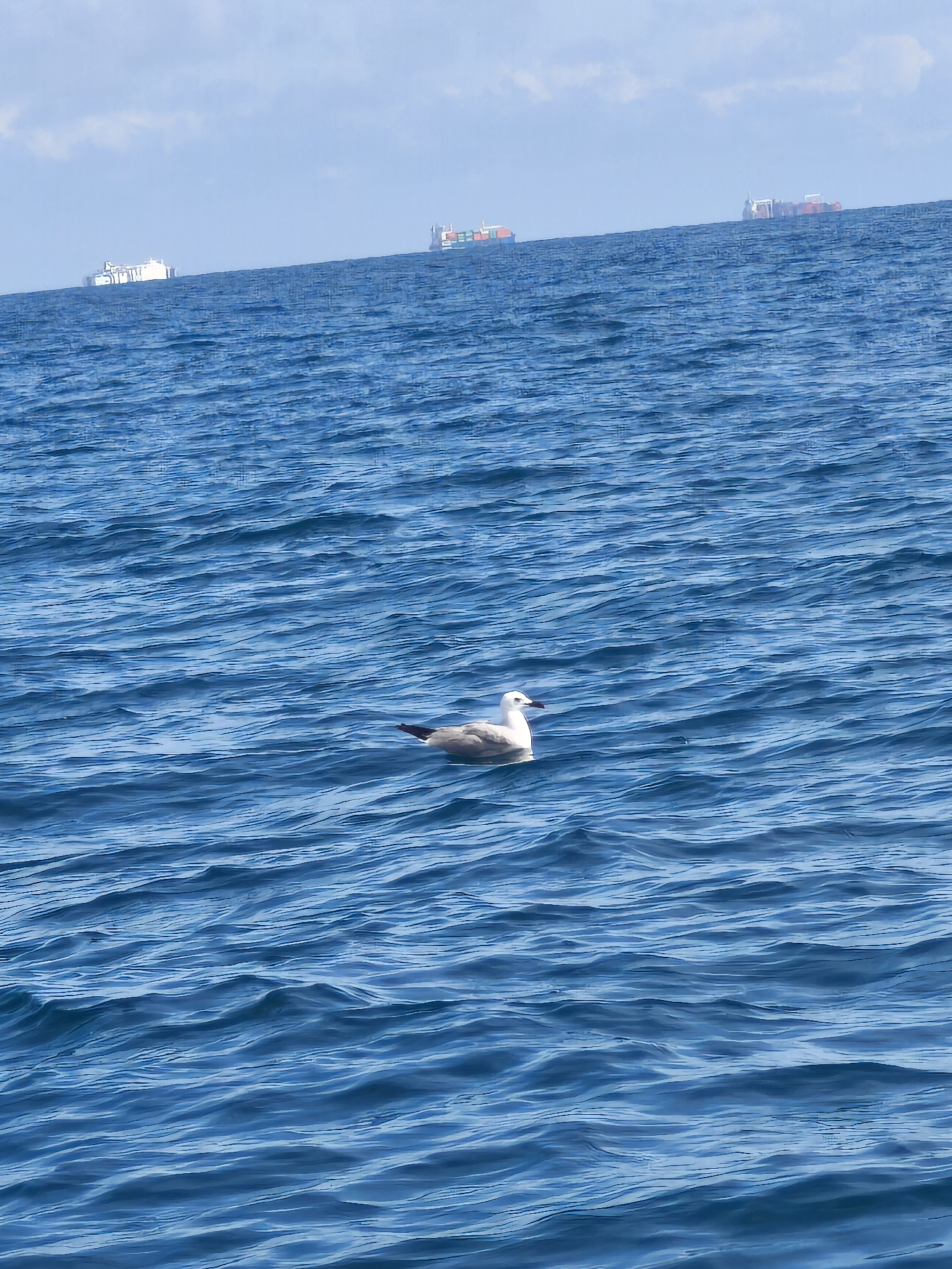 The image depicts a marine scene, likely off the coast near Sueca, Spain, featuring a large expanse of choppy blue water under a pale blue sky. In the mid-ground, a single white and grey seagull floats on the water, positioned slightly to the left of the central vertical axis. Its head faces left, revealing a dark-tipped beak. Along the distant horizon, three large cargo ships are visible, appearing as dark shapes against the lighter sky. The ship on the far left shows white superstructures, while the two ships on the right exhibit visible cargo containers stacked on their decks. The sky contains sparse, diffused white clouds, primarily in the upper left quadrant. The water's surface is characterized by numerous small waves, creating variations in texture and light reflection across the frame.