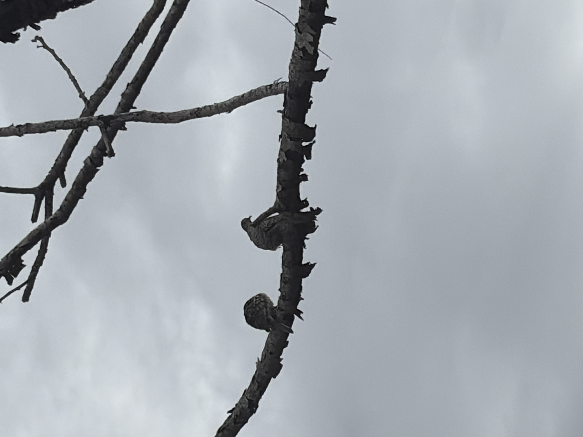 The image shows two birds perched on a thick, weathered tree branch against a cloudy sky. The birds have mottled plumage, blending with the rough texture of the branch. The tree branch is dark and has peeling bark. The background is a uniform gray sky. The location is specified as Ciudad Guayana, Venezuela.