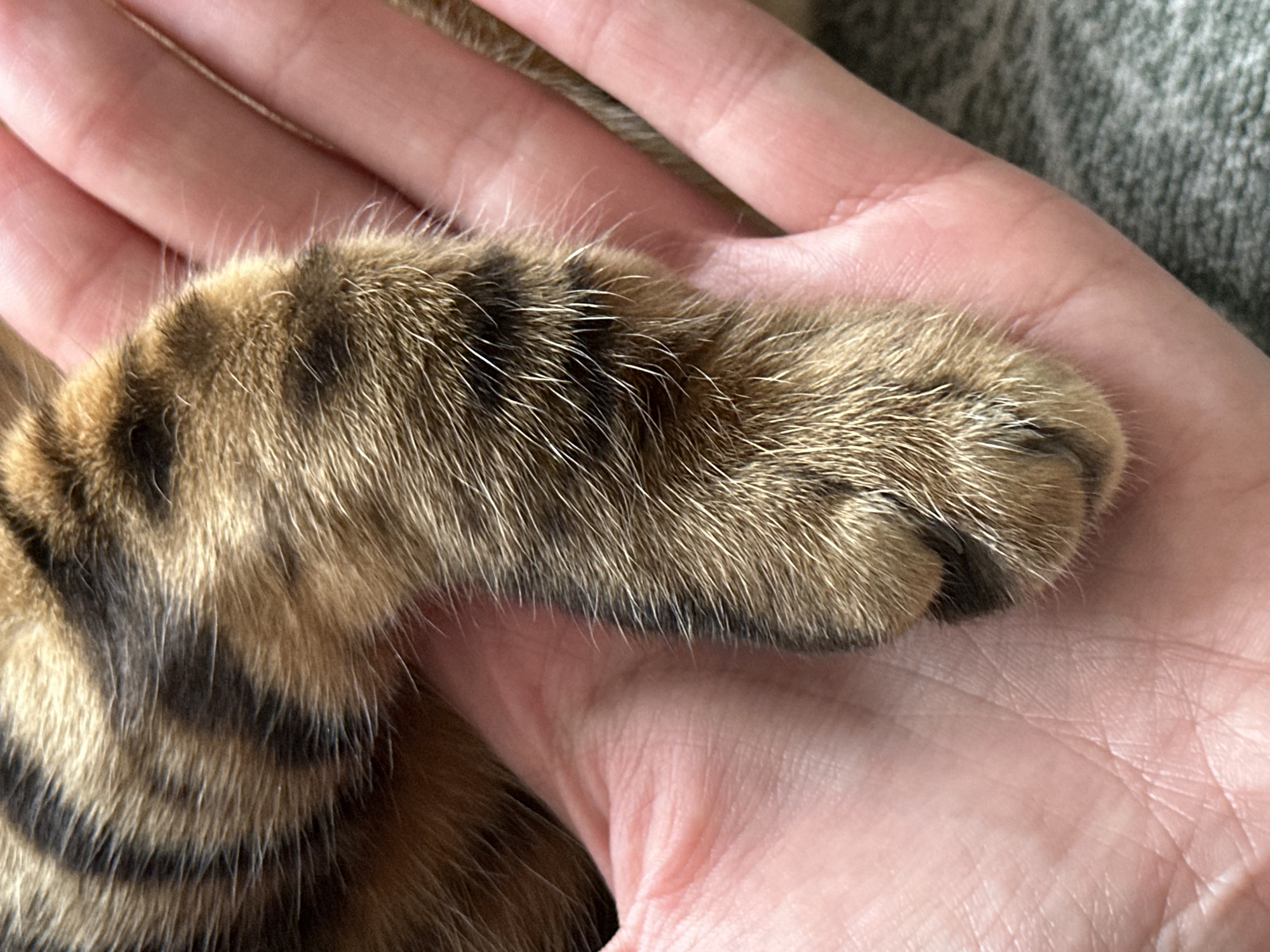 A close-up shot shows a tabby cat's paw resting on a person's open palm. The cat's fur is a mix of brown and black stripes, with lighter brown fur around the paw. The paw itself is padded and has visible claws. The person's hand is pale pink with visible lines on the palm. The background is out of focus, but appears to be a textured surface, possibly a blanket. The image does not contain any information about the location within Energetik, Russia.