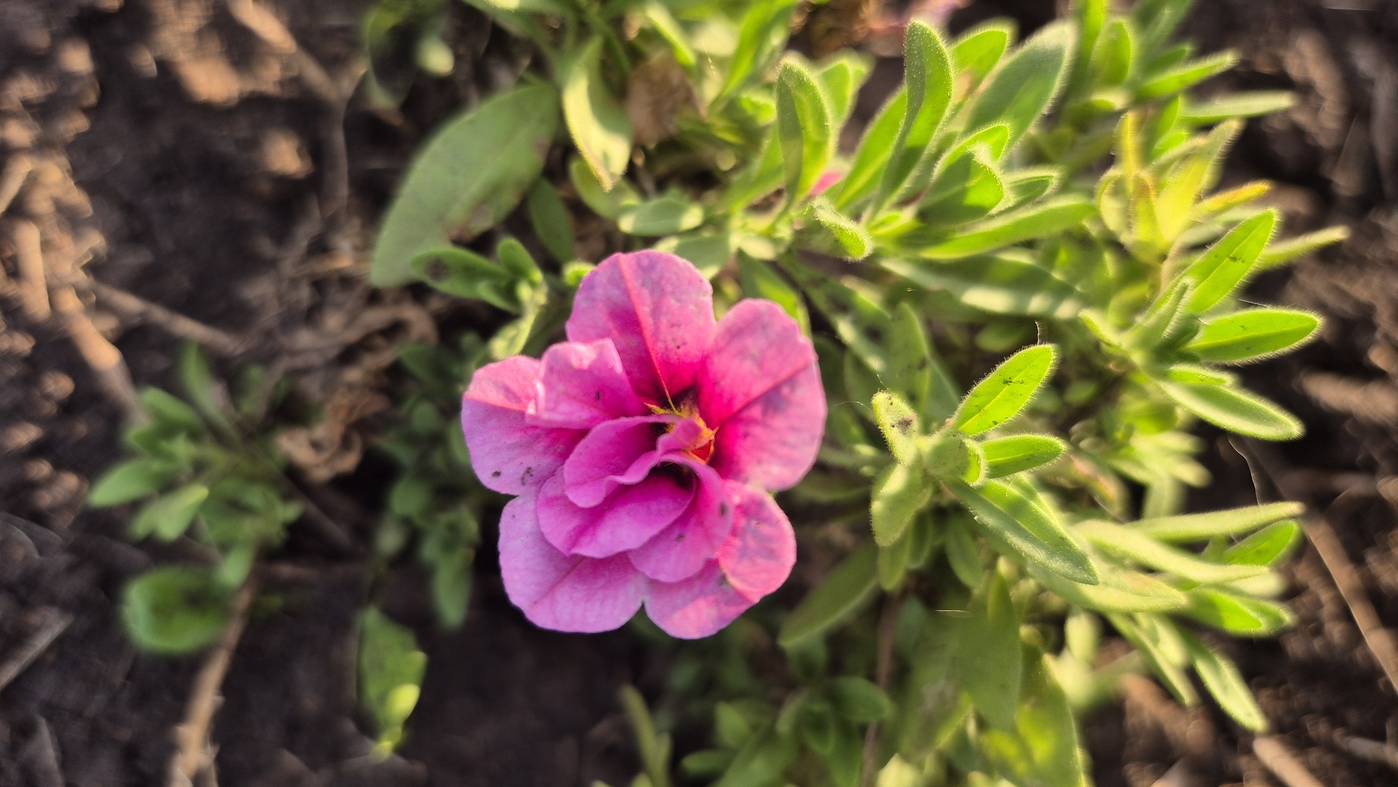 A pink petunia flower is blooming in the soil of Косяковка, Russia. The flower has multiple layers of petals and a dark center. The surrounding ground is covered with green foliage and dry soil. The lighting suggests it is either early morning or late afternoon, with sunlight highlighting the edges of the leaves.