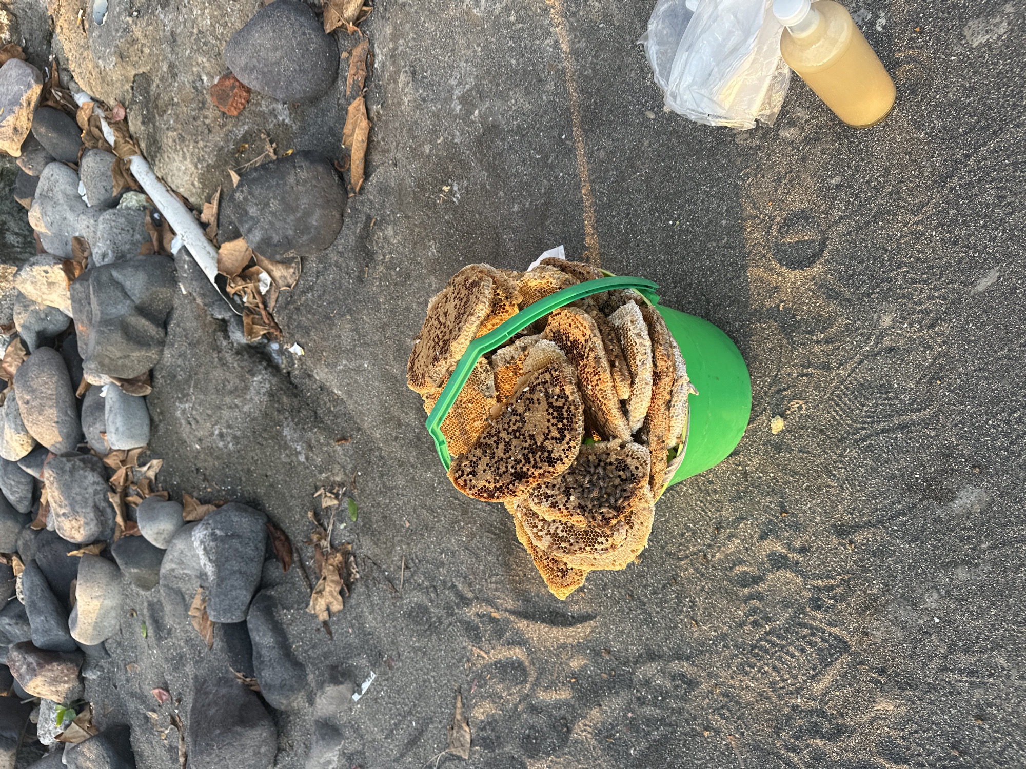 A green bucket filled with honeycomb is placed on dark sand next to a pile of rocks and dried leaves. The honeycomb is stacked high and appears to be fresh. A clear plastic bag containing white objects and a bottle of amber liquid are also present on the sand. The scene is illuminated by soft, natural light, suggesting it is either early morning or late afternoon. The location is the beach in North Kuta, Indonesia.
