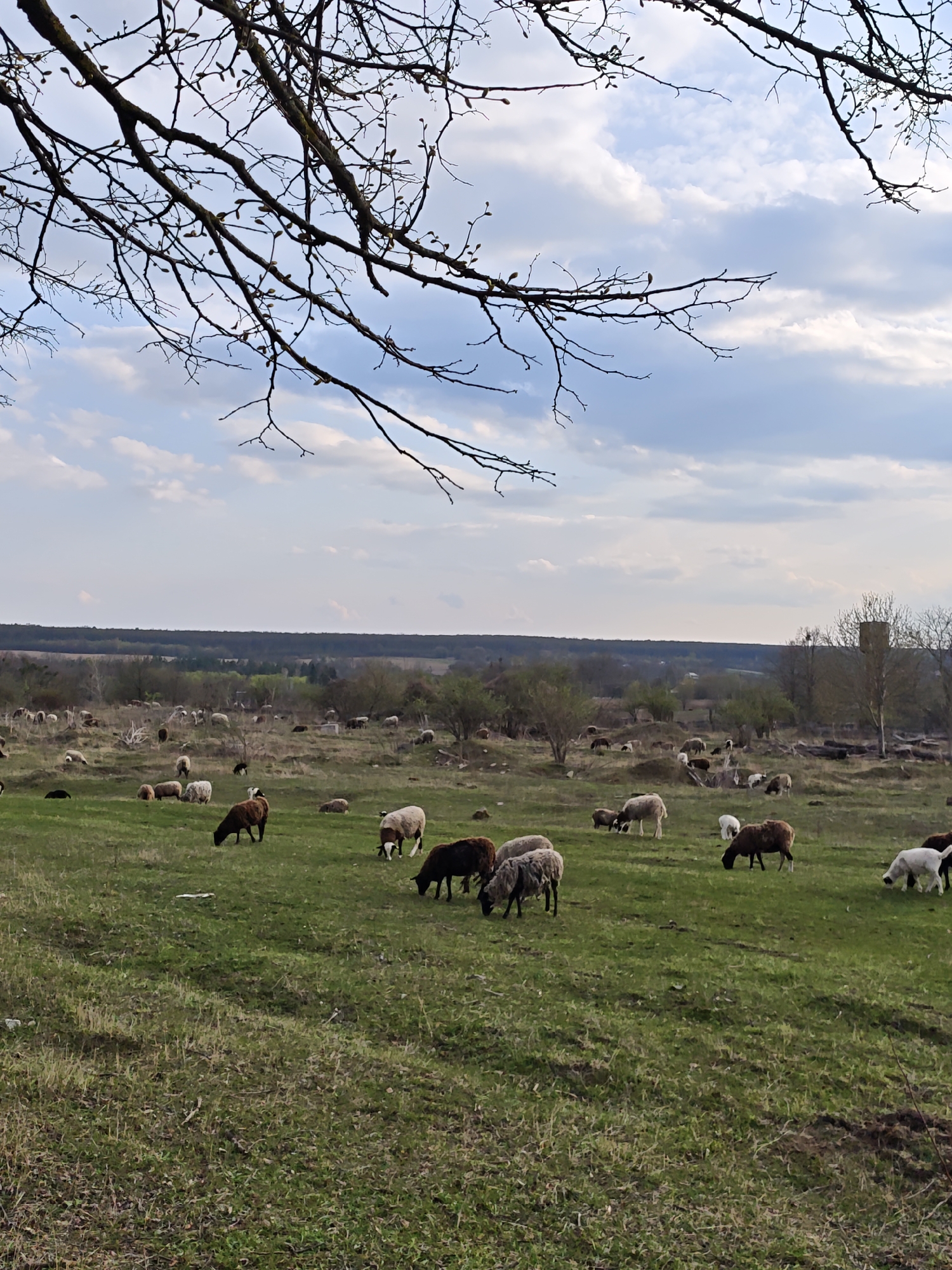 The image shows a pastoral scene in Khrinivka, Ukraine. A large flock of sheep grazes on a green field that slopes upward into a line of trees in the background. The sky is cloudy with patches of blue. In the upper left of the frame, bare tree branches reach into the sky. An old water tower is slightly visible, situated among the trees. The sheep are of various colors including white, brown, and black. They are scattered across the field, some grazing and others resting. The grass is predominantly green with patches of brown, indicating early spring.