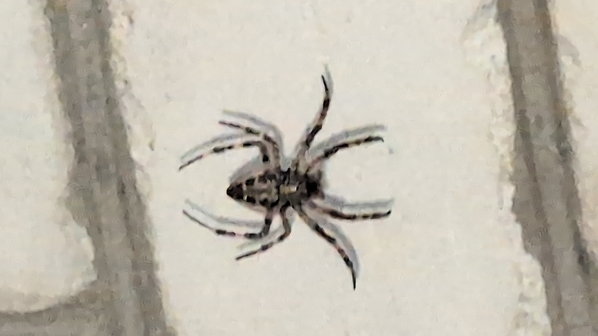 A spider with a patterned exoskeleton is positioned on a textured, light-colored surface, possibly a brick wall. The spider's eight legs are splayed out, with some cast in shadow. The background consists of a rough, textured surface with horizontal lines, suggesting a wall or similar structure. The lighting appears to be natural. There are no people, vehicles, or other animals visible in the image. The scene is static. This image could have been captured anywhere in Izmail, Ukraine, given the generic nature of the background and the presence of a common arachnid.
