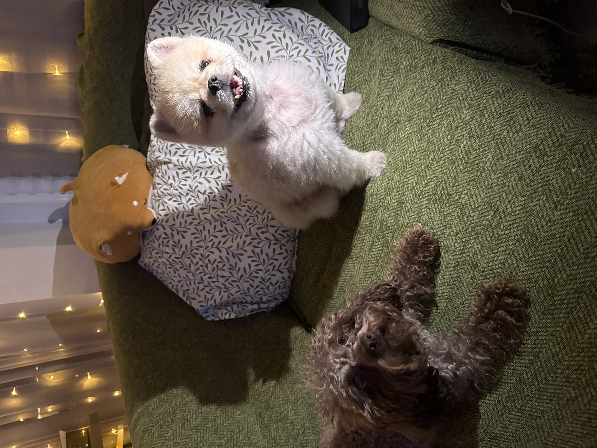 Two dogs are on a green couch, one is a small brown poodle mix with curly fur, and the other is a small white Pomeranian with lighter fur. The Pomeranian is sitting up and facing the camera, while the poodle mix is lying down and looking at the camera. Behind them is a pillow with a green leaf pattern and a stuffed toy that resembles a pumpkin. There are also string lights in the background, creating a warm and festive atmosphere. The scene is indoors and appears to be a living room. The exact location in Thep Krasatti, Thailand is not discernible from the image.
