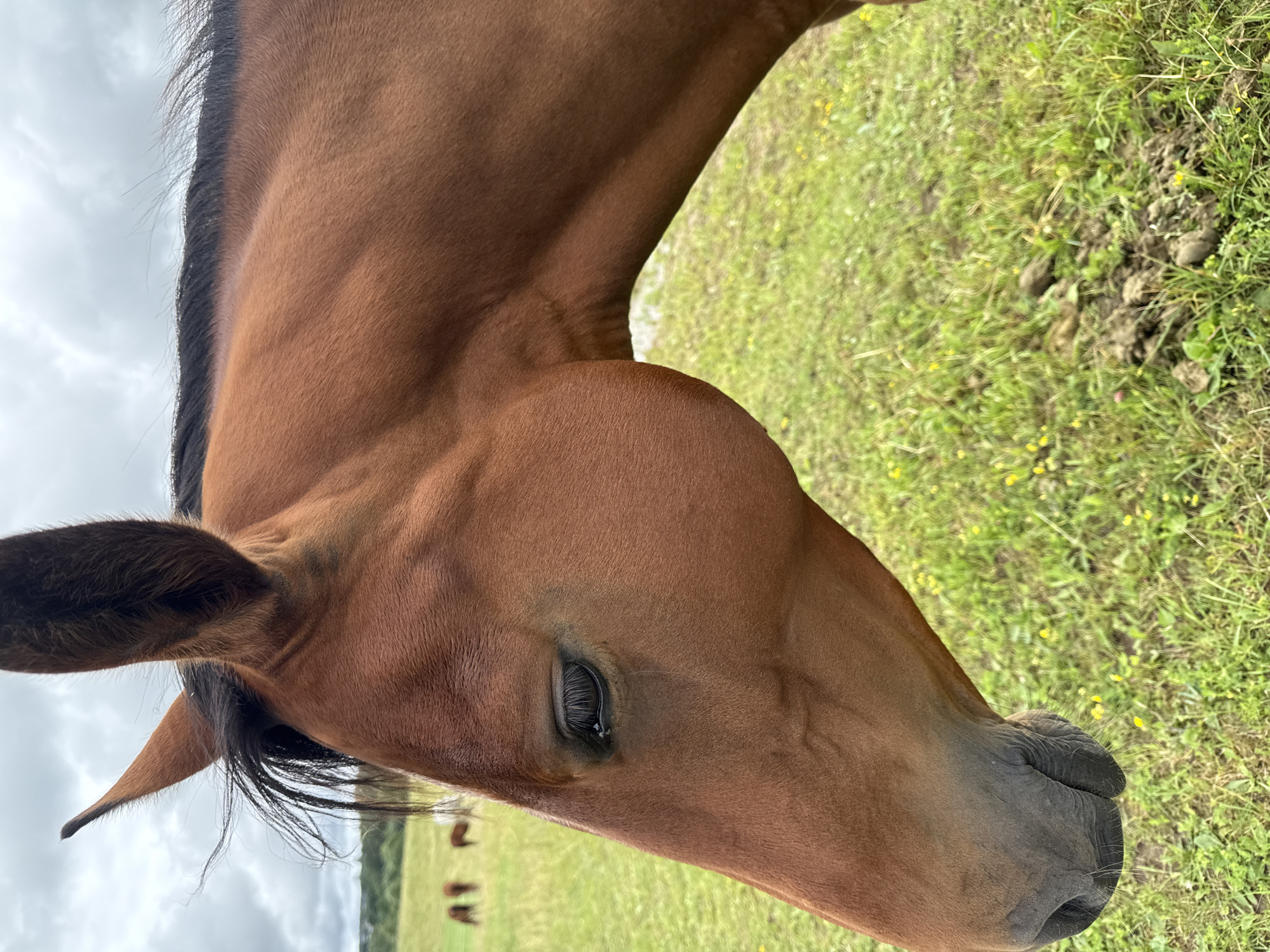 In the city of Galinė, Lithuania, a close-up, side profile view captures a portion of a horse's head and neck. The horse is a chestnut color with a dark mane. Its eye is visible, dark and reflective, with long eyelashes. The horse's ear, pointed upwards, is also in focus. The background consists of a green grassy field dotted with small yellow flowers. In the distance, several other horses are grazing, appearing as small brown silhouettes against a hazy, overcast sky. The ground in the foreground shows patches of dirt and grass.