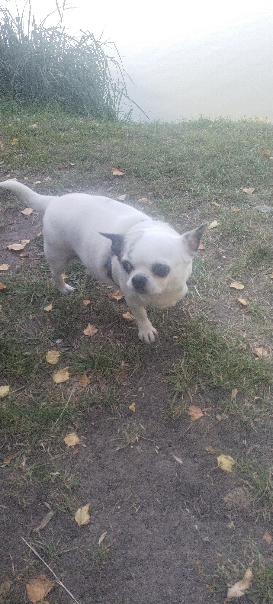 A white chihuahua dog with black ears and black markings around its eyes stands on a grassy area with some dirt patches and fallen leaves. The dog is facing the camera with its head slightly turned. In the background, tall green grass and a body of water are visible, suggesting an outdoor setting near a lake or river. The sky is bright and overcast.