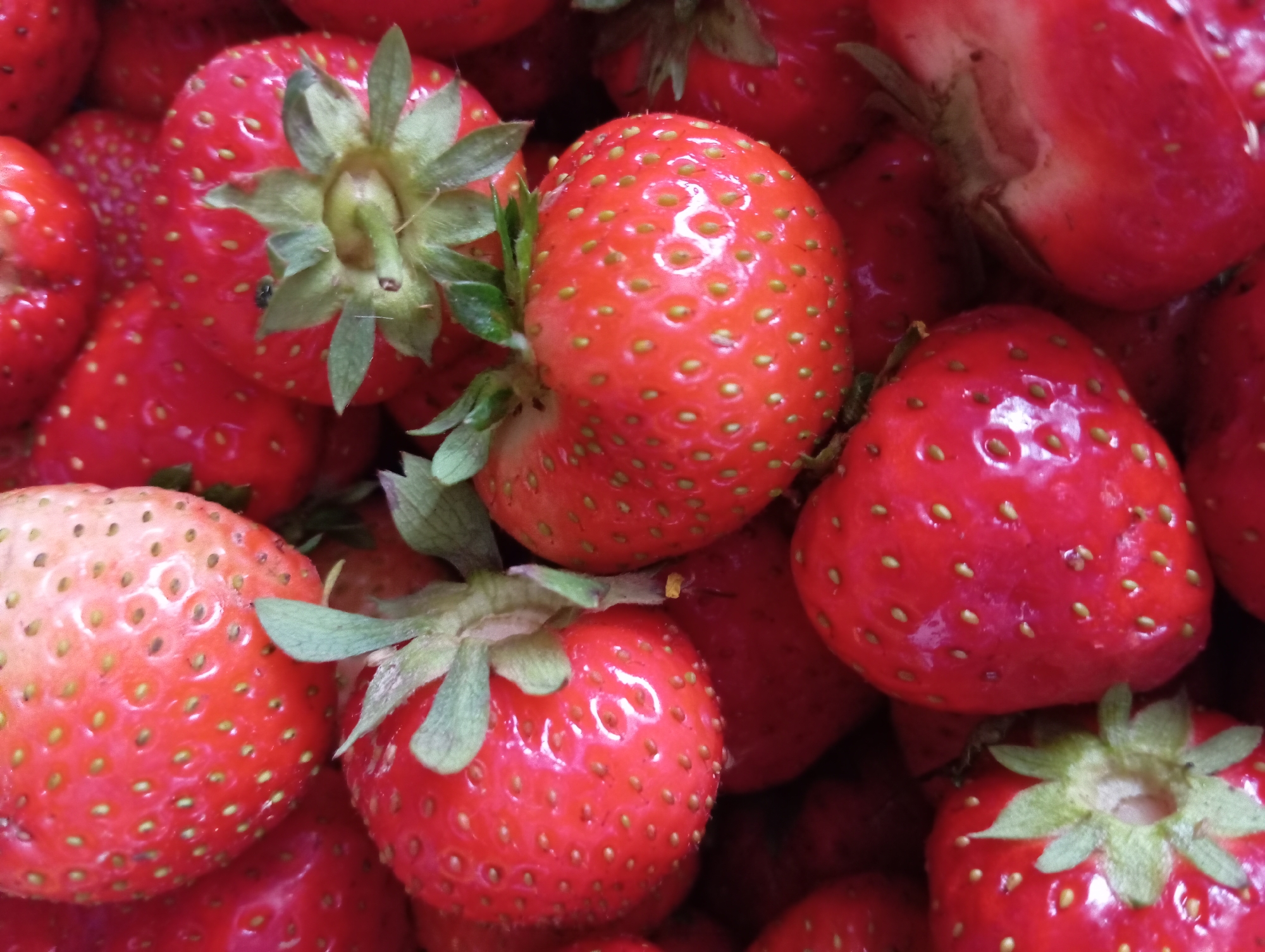 A close-up, overhead shot captures a vibrant pile of fresh, ripe strawberries. The berries are a deep red, glistening with dew or water droplets, and dotted with tiny yellow seeds. Green leafy stems are visible on some of the strawberries, adding a touch of contrast. The focus is sharp on the textures and colors of the fruit, with a shallow depth of field blurring the background. The overall impression is one of natural abundance and freshness. The image appears to have been taken indoors or in a controlled setting, possibly a market or kitchen, given the lighting and lack of environmental context suggesting Hlynytsi, Ukraine.