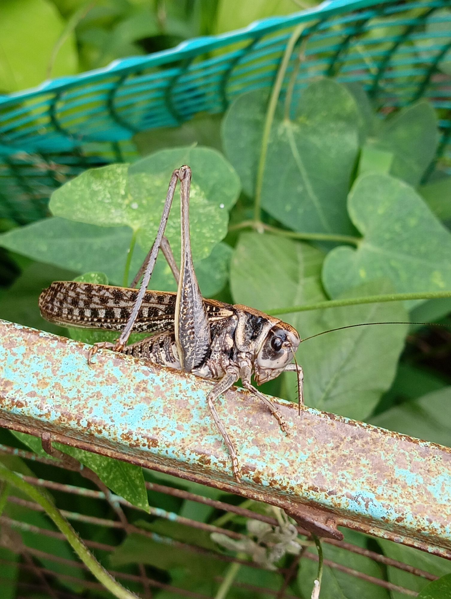 A close-up shot captures a large, patterned grasshopper perched on a weathered, rusty metal bar with a turquoise patina. The grasshopper is facing right, with its head turned slightly towards the viewer, revealing its large, dark eye. Its body is a mottled brown and black, with intricate patterns on its wings and legs. Its long, spiky hind legs are visible, as are its delicate antennae. Behind the grasshopper, lush green leaves and vines create a natural backdrop. A blurred, turquoise and green striped fence is visible in the upper portion of the image. The setting appears to be outdoors, likely in a garden or natural area. The lighting suggests it is daytime. The image is taken at an angle that emphasizes the grasshopper and the texture of the metal bar. There is no visible text.