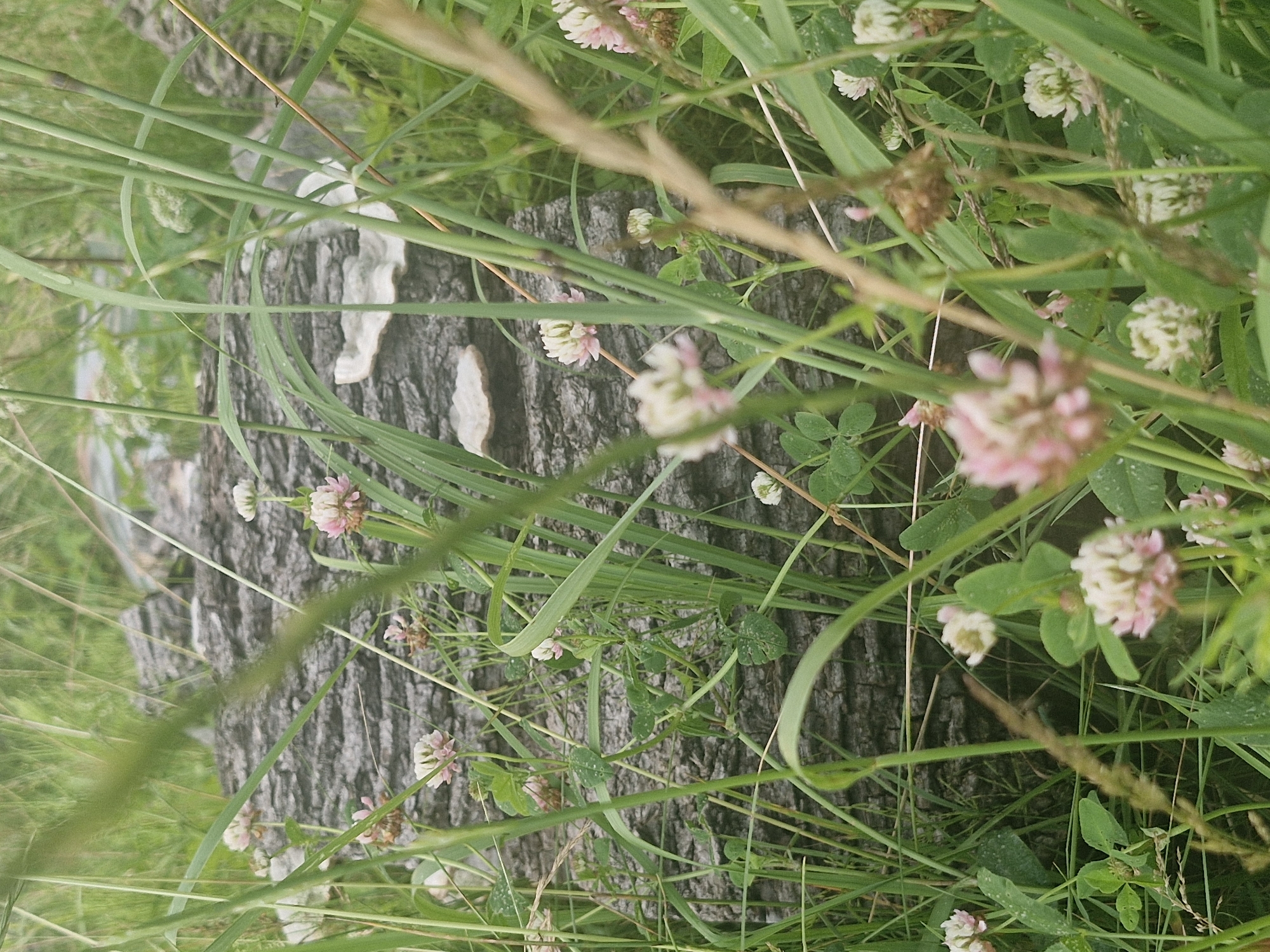 The image is a close-up, eye-level, medium shot of a fallen tree trunk in a grassy area, likely located in the city of Jenči, Latvia. The trunk is weathered and appears to be covered in some lichen or moss. Surrounding the trunk is lush green grass, with several clusters of small, pink and white clover flowers in bloom. Some blades of grass are in the foreground, slightly obscuring the view of the trunk and flowers. The background is out of focus, showing more greenery and suggesting an outdoor, natural environment. There are no people or animals visible in the image.