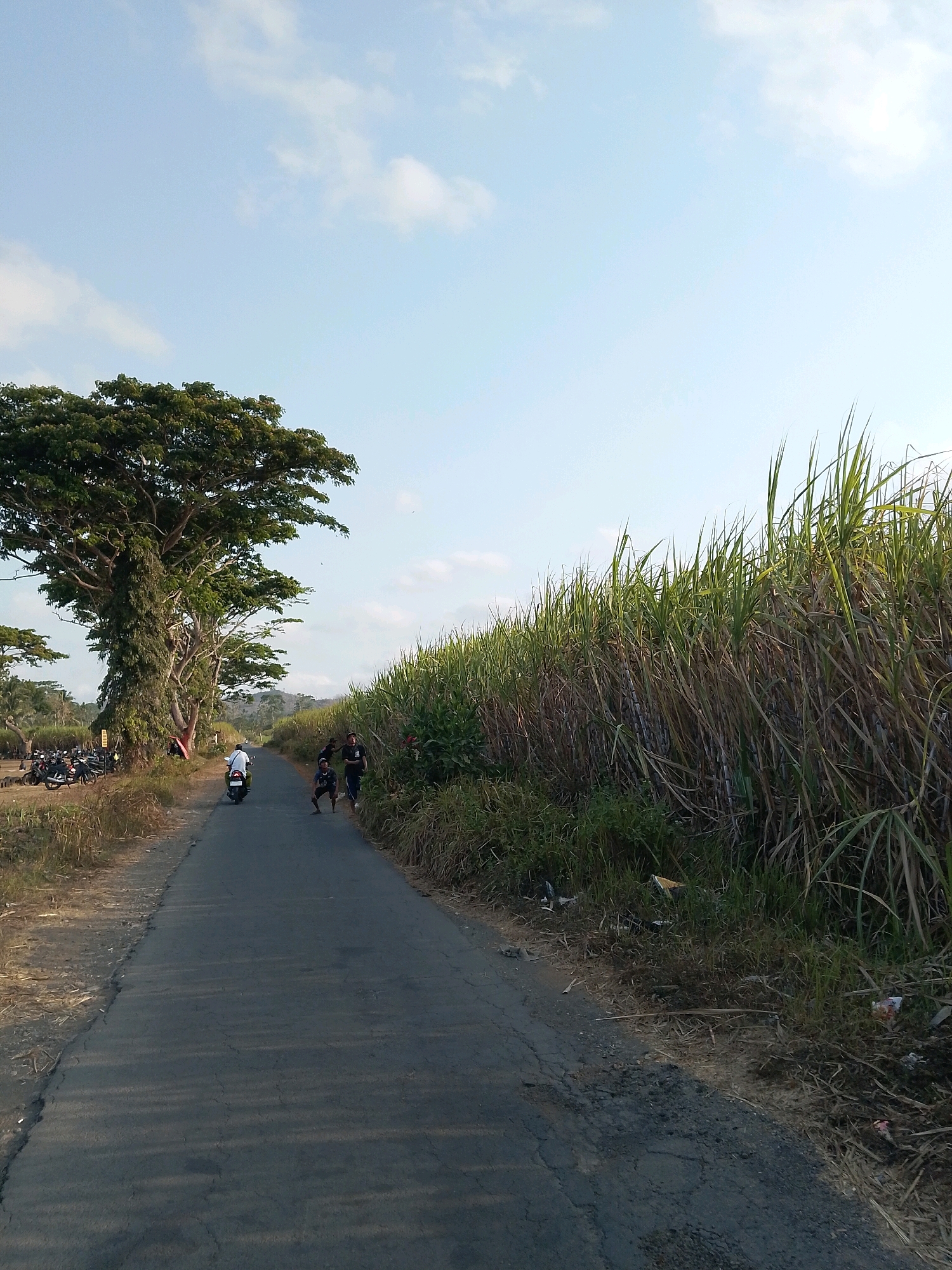 A rural asphalt road curves through a landscape of lush vegetation under a clear blue sky with scattered white clouds. On the left side of the road, a large, mature tree with dense foliage stands tall, its trunk partially covered in vines. To the left of the tree, a row of parked motorcycles is visible. Further down the road, a person on a white motorcycle is moving away from the camera. Ahead, three individuals are standing or crouching on the road. On the right side of the road, a dense field of tall, green sugarcane stalks stretches into the distance. The ground along the road is covered with dry grass and some litter is scattered near the sugarcane field. The scene depicts a tranquil, sunlit day in Rejoyoso, Indonesia, highlighting the natural beauty of the rural environment.