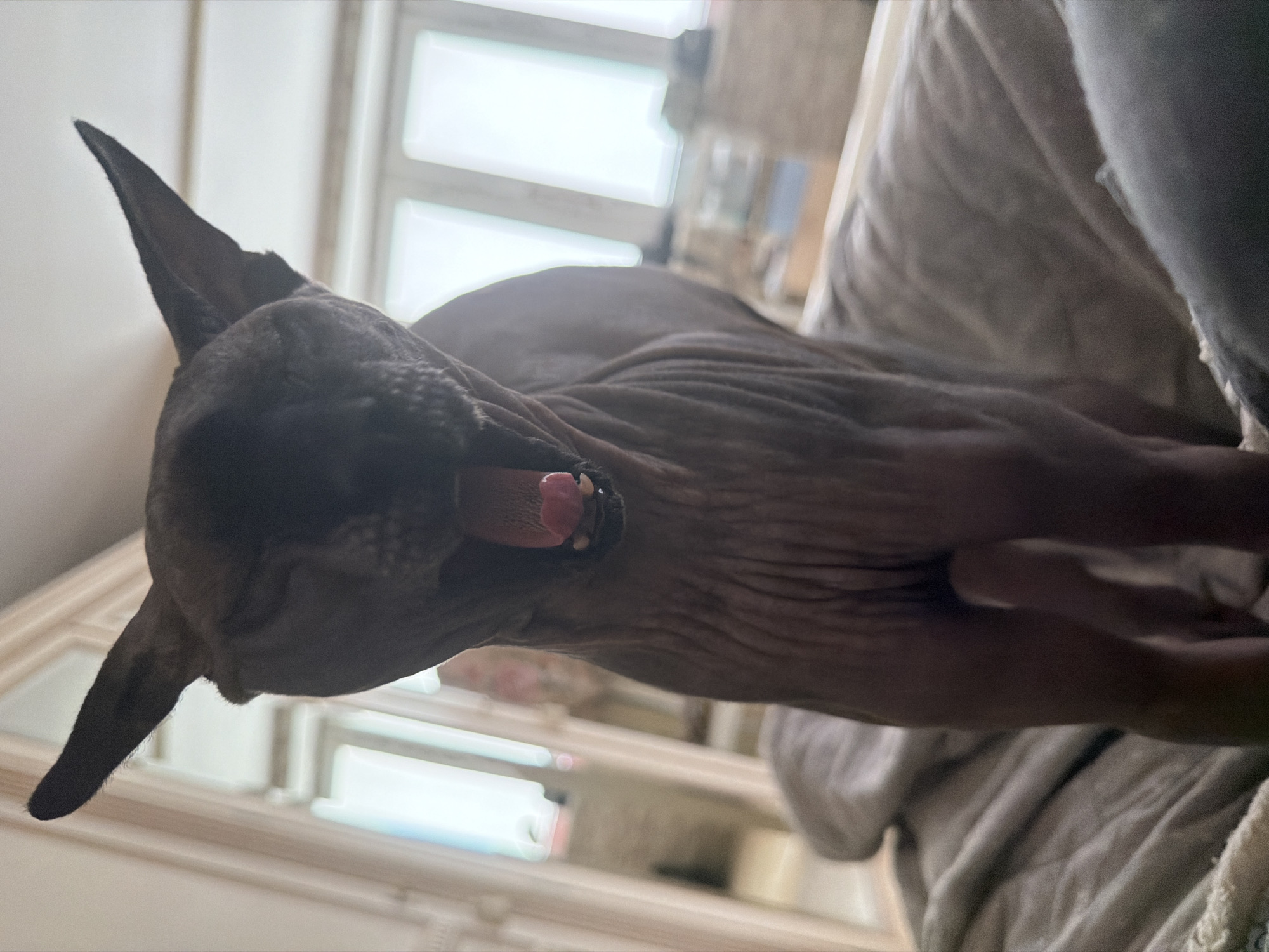 The image shows a close-up, low-angle shot of a hairless cat, likely a Sphynx, yawning. The cat is dark-colored and is positioned in the foreground, dominating the frame. Its eyes are closed, and its mouth is wide open, revealing a pink tongue and small teeth. The cat's skin appears wrinkled, which is characteristic of the breed. It is sitting or standing on a soft, textured surface, possibly a blanket or duvet, which is gray in color. In the background, out of focus, there appears to be a room with furniture, including what looks like a wardrobe or closet and large windows with vertical blinds. The lighting suggests an indoor setting, possibly during the day. There is no indication of the cat's location being in the city of Moscow, Russia.