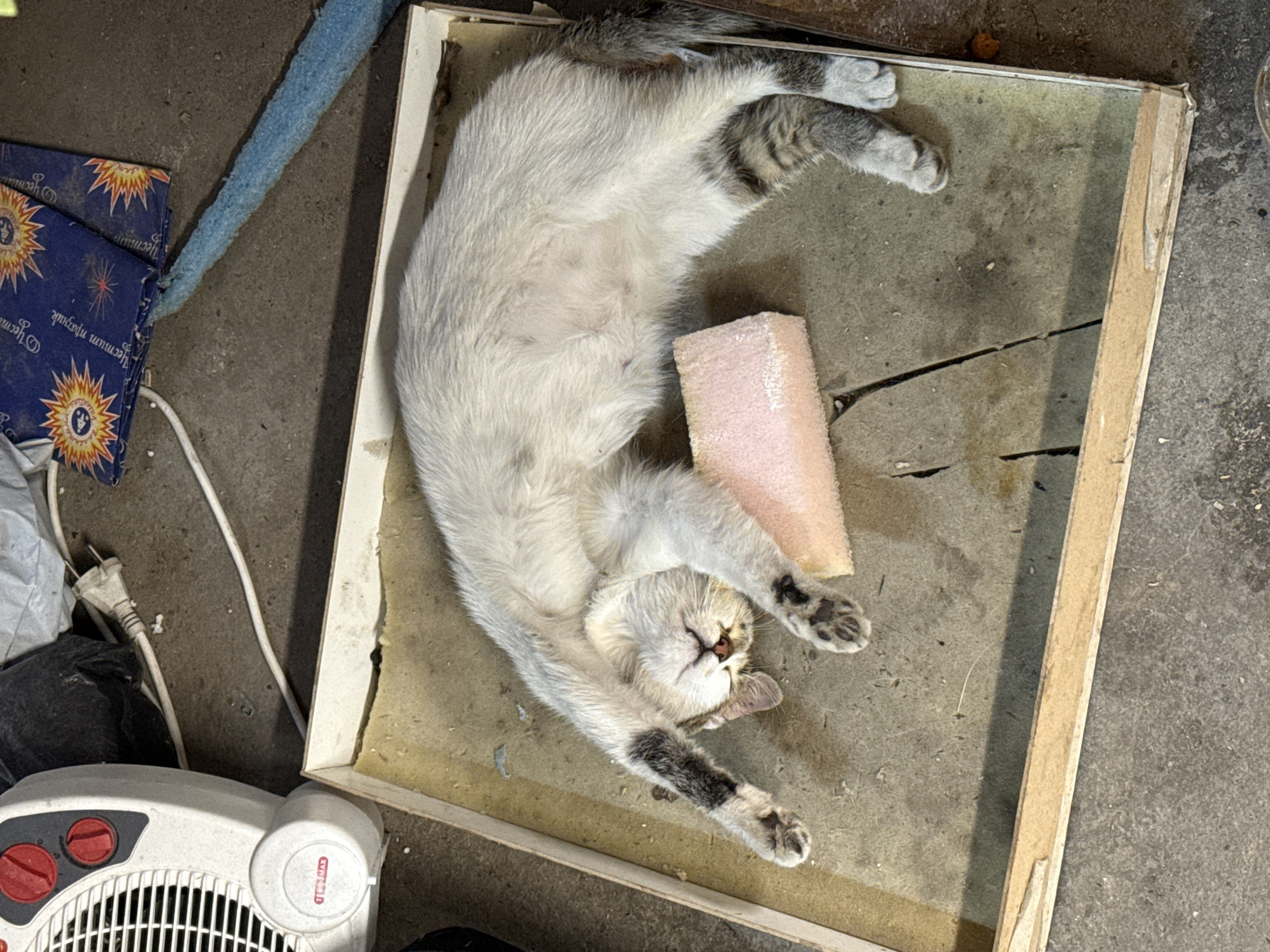 A domestic shorthair cat, predominantly white with grey tabby markings, is lying on its back inside a shallow wooden frame. The cat has its paws extended and a piece of pink foam is positioned near its belly. The frame appears to be sitting on a concrete floor in a cluttered environment. A white electric heater with red knobs is partially visible in the lower left corner of the frame. Next to the heater is a blue cardboard box with sun-like designs. The background shows a grey concrete surface. There is no indication of the specific location in Plovdiv, Bulgaria.