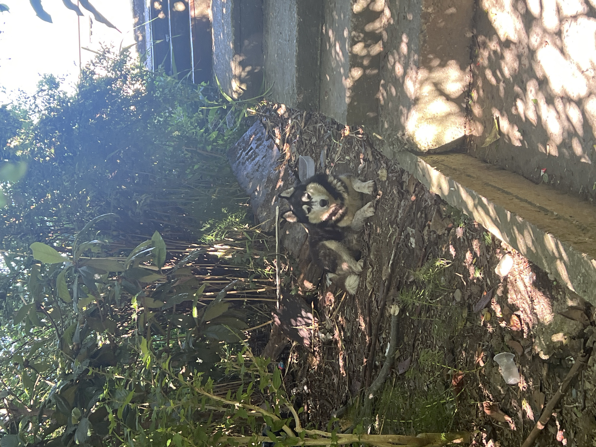 The image depicts a husky dog lying on the ground in a shaded, wooded area with a concrete staircase in the background. The dog is dark and white with distinctive markings around its face. The ground is covered in dirt, leaves, and debris, including a few plastic cups and other litter. Sunlight filters through the trees, creating dappled shadows on the ground and the stairs. The environment appears to be an outdoor, possibly overgrown, area within a residential or park setting. The location is stated to be the city of Sochi, Russia. There are no people visible in the image. The dog appears to be resting.