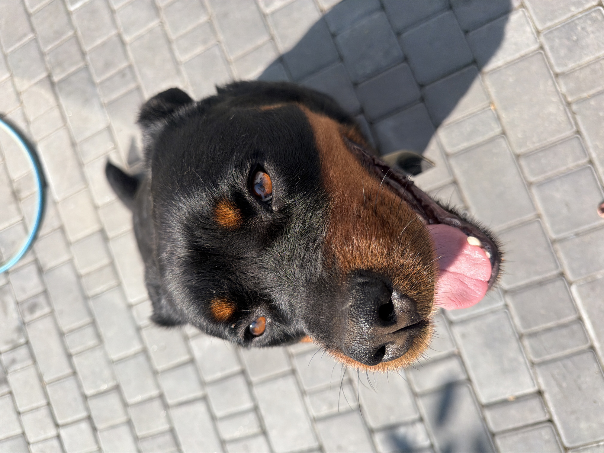 An overhead, close-up shot captures a Rottweiler dog with its head tilted upwards, tongue lolling out of its mouth, against a backdrop of grey paving stones. The dog’s black and tan fur is visible, with its amber eyes looking directly into the camera. The paving stones are laid in a rectangular pattern and are illuminated by a strong light source, casting shadows. A portion of a blue circular object is visible in the upper right corner of the frame.