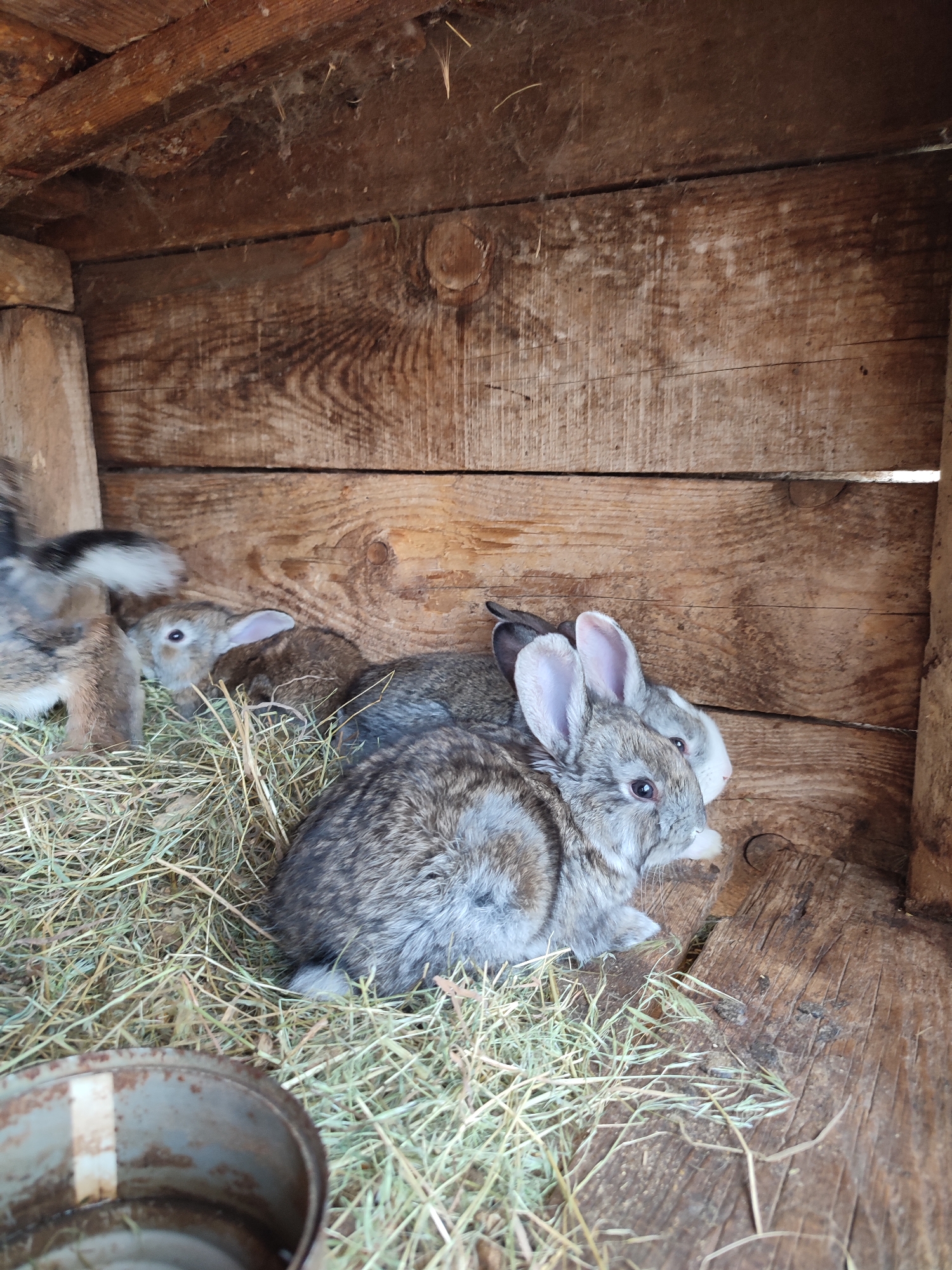 A group of domestic rabbits (kits) is observed within a rustic wooden hutch, located in Unknown, Unknown. The hutch is constructed from unpainted, rough-hewn wooden planks, displaying prominent grain, knots, and signs of age-related discoloration and wear. The floor of the enclosure is covered with loose, dry hay. In the foreground, a grey-brown rabbit, with prominent upright ears and a light-colored snout, is positioned facing right. Behind it, a second grey rabbit with a distinct white face and nose is partially visible. Further left, a third grey-brown rabbit is partially obscured, revealing white fur on its underside. Additional rabbits are discernible deeper within the hay and shadows of the enclosure. A corroded, cylindrical metal container, consistent with a food or water dish, is partially visible in the bottom-left corner of the image. The upper wooden surfaces of the hutch exhibit sparse cobwebs and accumulated dust. The rabbits appear to be resting.