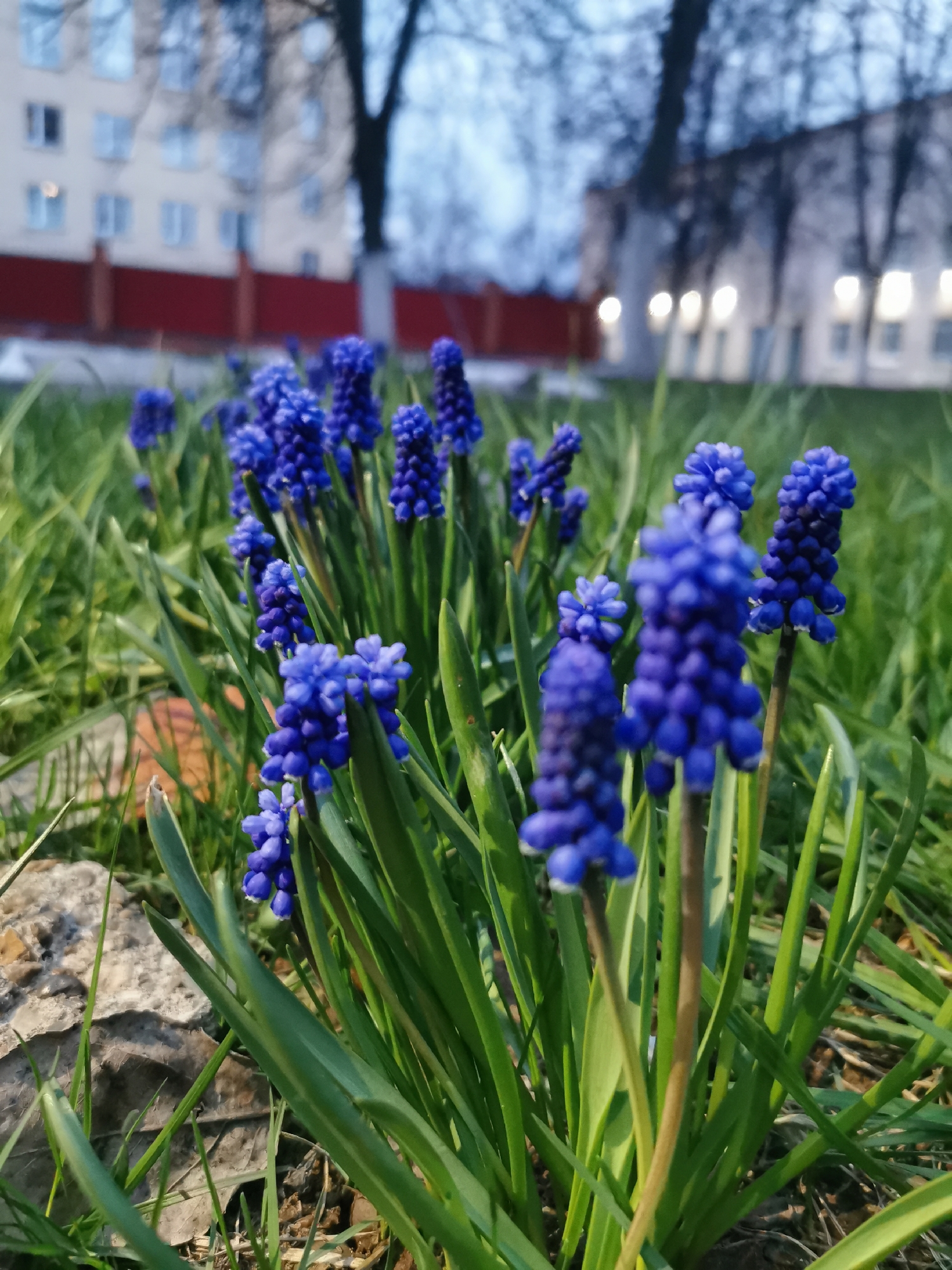 A close-up shot shows a cluster of blue grape hyacinth flowers in a patch of green grass. A light-colored stone is visible in the lower left corner of the frame. In the background, there is a building with a red and white exterior. Bare trees are seen in the middle ground, and some lights are visible near the building. The image appears to be taken in an urban environment.