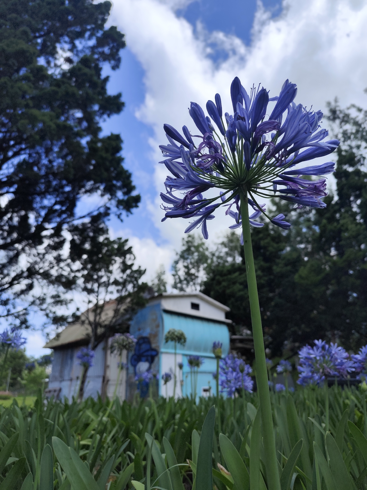 A low-angle shot shows a field of purple Agapanthus flowers, with an emphasis on a single flower in the foreground. The flower is a vibrant purple with a long, green stem. In the background, a dilapidated blue and white building with graffiti on its walls is visible. Further behind, there are trees and a blue sky with fluffy white clouds. The photo was taken during the day, and the location may be Da Lat, Vietnam.