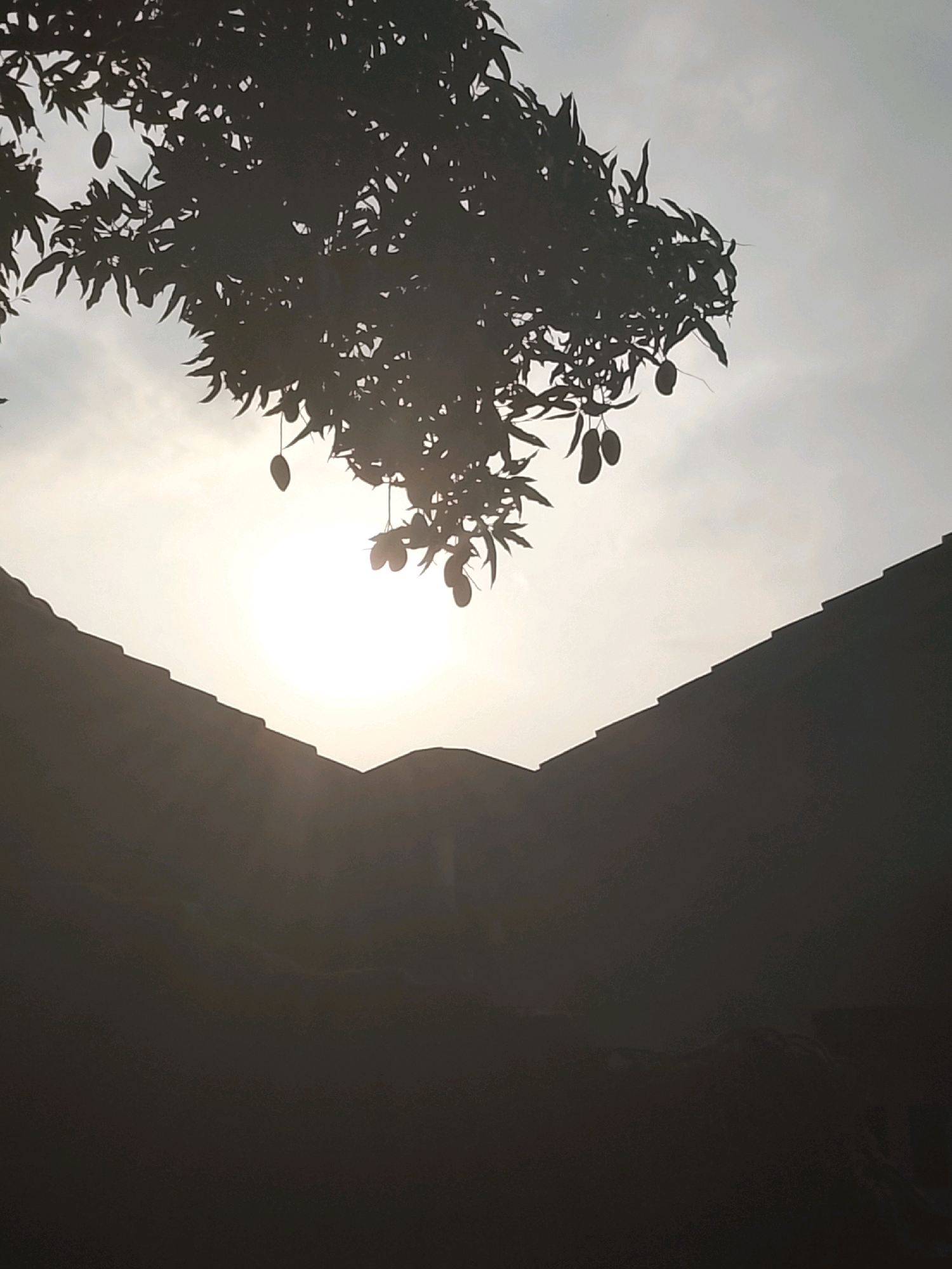 The image depicts a silhouetted mango tree with several hanging fruits against a bright, hazy sky. Below the tree, two dark, angular rooflines of houses are visible. The sun appears to be low in the sky, possibly during sunrise or sunset, casting a diffused light. The scene suggests a residential area in Ujungrusi, Indonesia, characterized by traditional housing and tropical vegetation. There are no people visible in the image, and no specific actions or interactions are captured. The overall impression is one of quiet domesticity under a tropical sky.