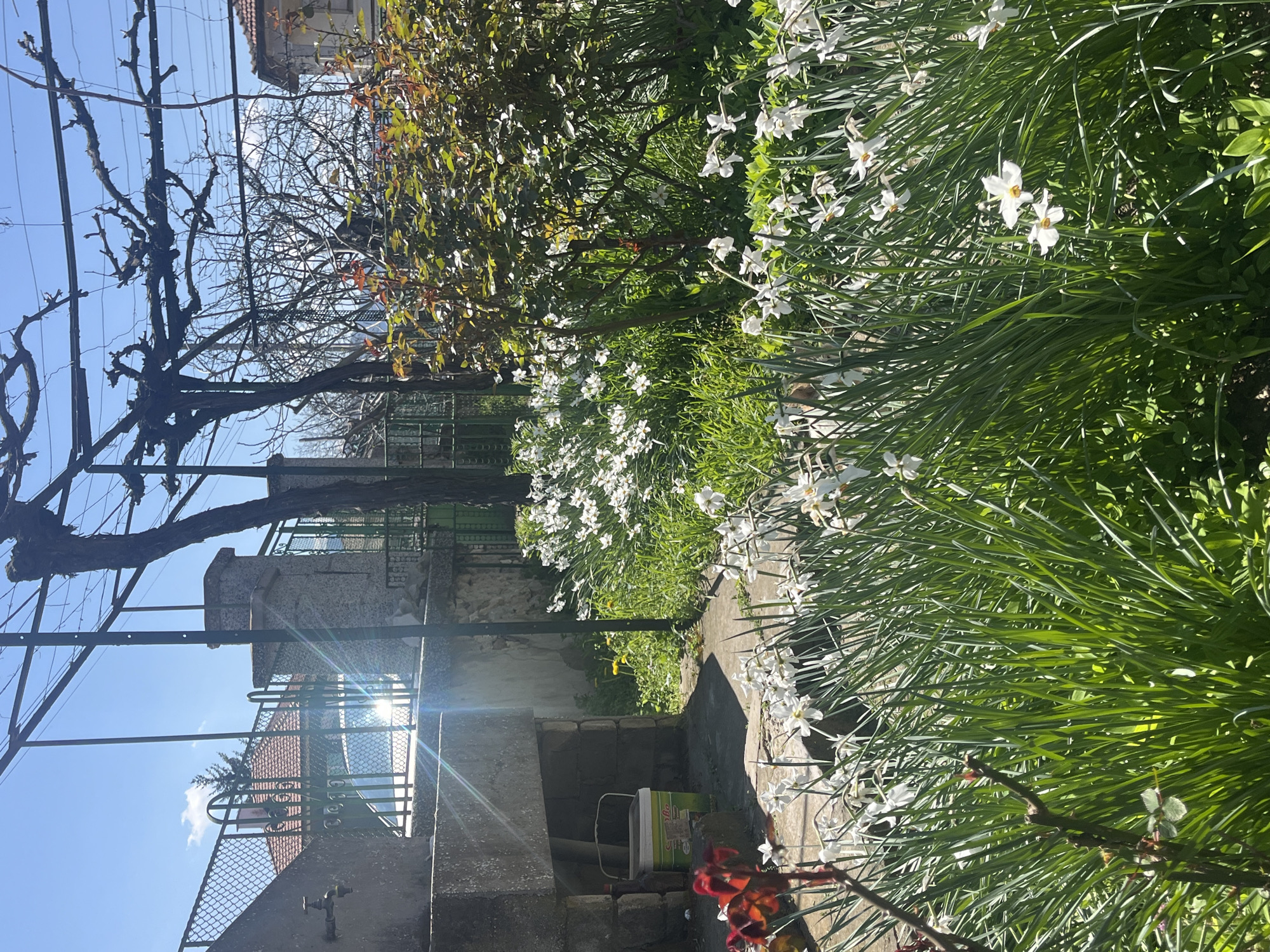 The image depicts a garden setting in Kozanovo, Bulgaria. In the foreground, there is a concrete pathway bordered by white daffodils. A green bucket and red flowering plant are located near the bottom of the frame. The midground contains greenery, including a bush and grass. A concrete structure with a metal fence and a stone building are visible. In the background, there are trees, buildings, and a blue sky. The sun is shining, creating a glare on the stone building. A bare vine structure is seen in the upper left corner.