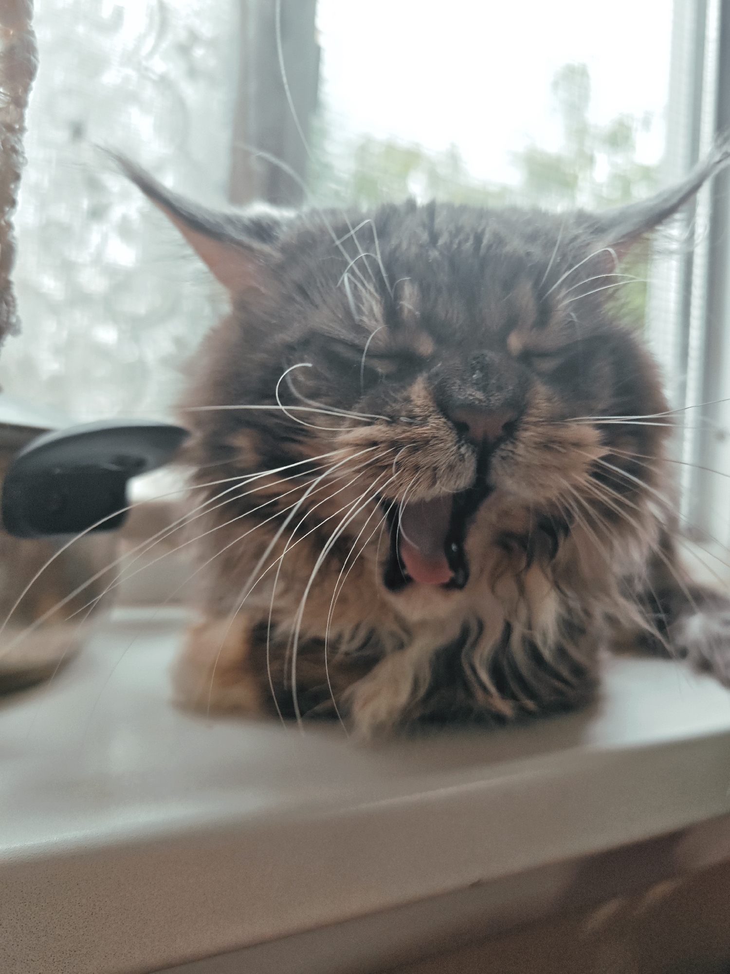 The image is a close-up, eye-level, medium shot of a Maine Coon cat yawning, its mouth wide open showing its pink tongue and teeth. The cat has long, wispy white whiskers and appears to be resting on a windowsill, with a blurred curtain in the background. The lighting suggests it is daytime. The image does not provide any information about the city of Abakan, Russia, or any specific location within it.