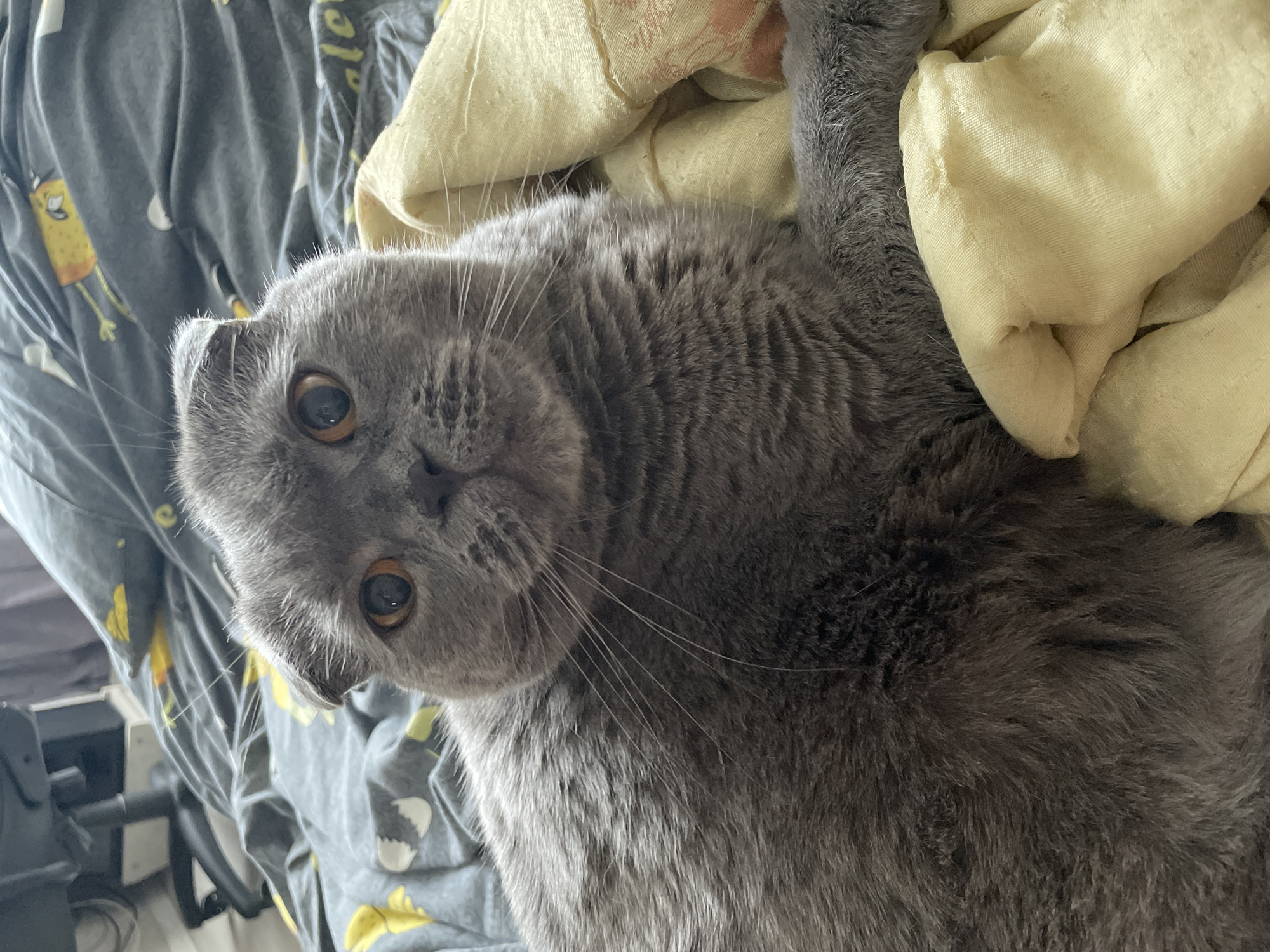 A close-up, eye-level shot captures a grey Scottish Fold cat lying on a bed. The cat's head is tilted slightly, and its large, orange eyes are looking directly at the camera. Its ears are folded forward, a characteristic of the breed. The cat's fur appears soft and dense. The background consists of a grey bedsheet with a repeating pattern of yellow cartoon figures, possibly Spongebob Squarepants. A wrinkled, light yellow fabric, possibly a blanket or pillowcase, is draped over the bed in the foreground, partially obscuring the cat's body. The lighting is soft, suggesting an indoor setting, possibly during the day. The overall impression is of a comfortable, relaxed domestic scene. There is no identifiable location in the city of Kamyshlov, Russia within the image.
