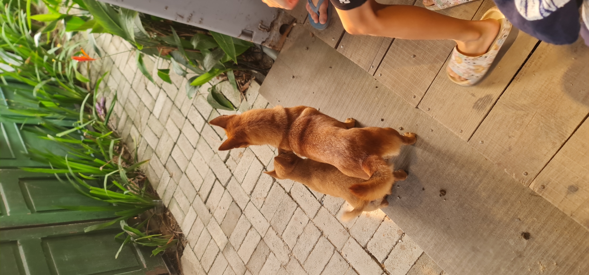 This image captures a warm outdoor scene featuring two light brown dogs, part of a person, and surrounding garden elements. Two short-haired, ginger-colored dogs are resting on a light-colored paved surface, with one appearing larger than the other, possibly a mother and puppy, or two adult dogs of different sizes, in a relaxed pose.
To the right, a person's legs and feet are visible, standing on wooden decking. One bare leg wears a blue flip-flop, while another foot is clad in a light-colored, patterned slipper, indicating a casual setting.
The environment combines natural foliage with paved and wooden surfaces. On the left, vibrant green plants and grass line a dark green wooden structure, possibly a door or gate. A small, striking red-orange flower adds a pop of color amidst the greenery. The paved area, laid out in a herringbone pattern, transitions to wider wooden floorboards secured with visible screws.
The lighting is soft and warm, suggesting either late afternoon or early morning sun, casting subtle shadows and contributing to a peaceful, domestic atmosphere. The casual attire, the type of dogs, and the blend of natural and simple architectural elements are consistent with an outdoor space in a tropical or subtropical location like Đà Nẵng, Vietnam. No text is visible in the image.