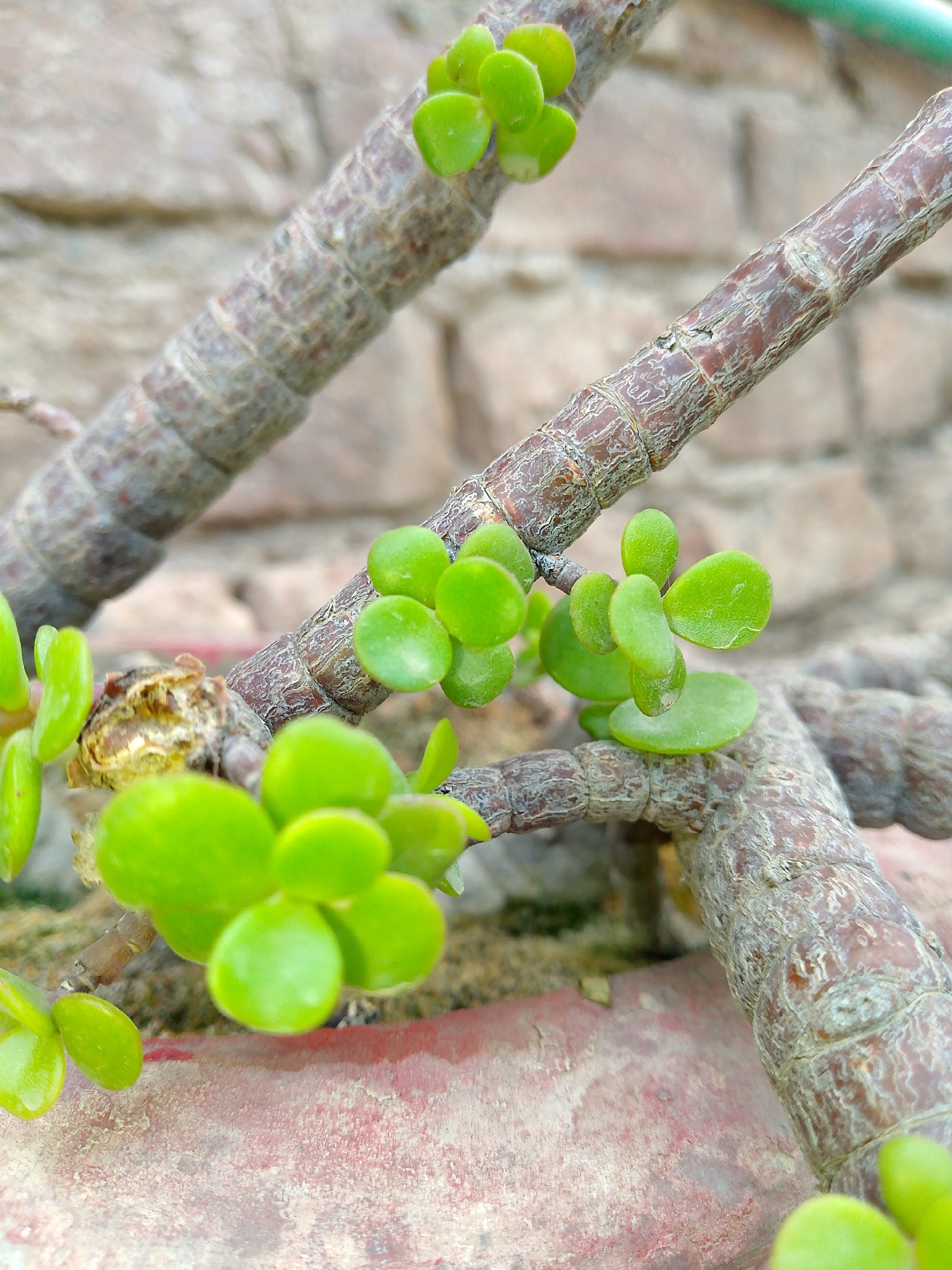 In this close-up shot, a jade plant, also known as Crassula ovata, is prominently featured. The plant's thick, woody stems, textured with a rough, greyish-brown bark, dominate the foreground and midground. Small, bright green, oval-shaped leaves sprout from these stems, some clustered together, others more spread out. The background consists of a brick wall, rendered out of focus with soft, muted tones of beige and pink, suggesting it's outdoors. The plant appears to be potted, as indicated by the reddish-pink surface of what seems to be a terracotta pot in the bottom portion of the frame, also out of focus. The lighting suggests it might be daytime, with soft shadows indicating natural light. No people or animals are visible in the scene.