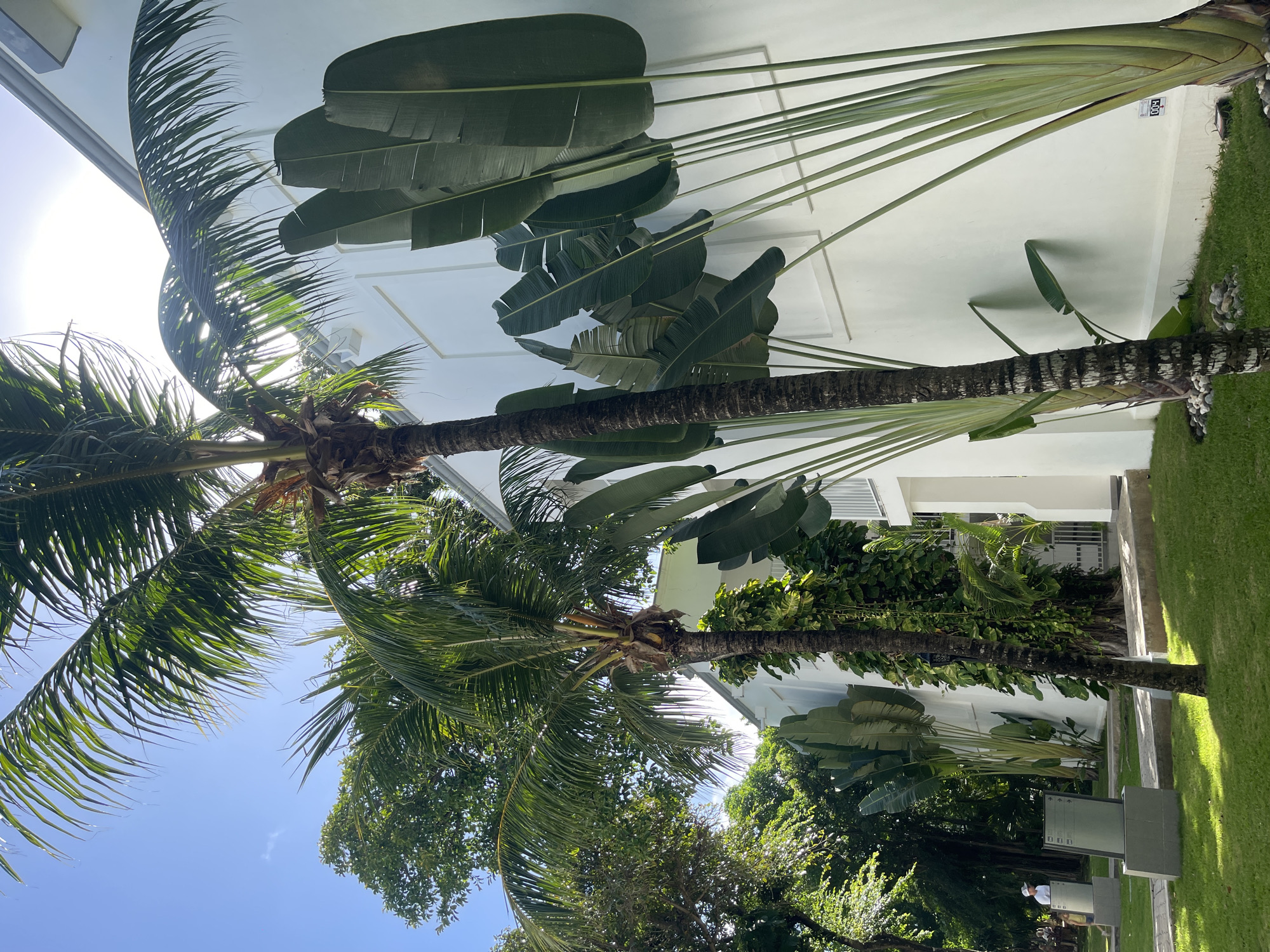 The image captures a scene in Playa del Carmen, Mexico, showcasing a blend of tropical vegetation and architecture. Two palm trees are prominently featured, one bearing typical feathery palm fronds, the other displaying a fan-like arrangement of broad, banana-like leaves. The trunks of these trees are vertically oriented. A white, multi-story building stands behind the trees. The architecture of the building includes windows and possibly balconies. Adjacent to the building is a manicured lawn. The sky is visible between the fronds of the palm trees, with bright sunshine.