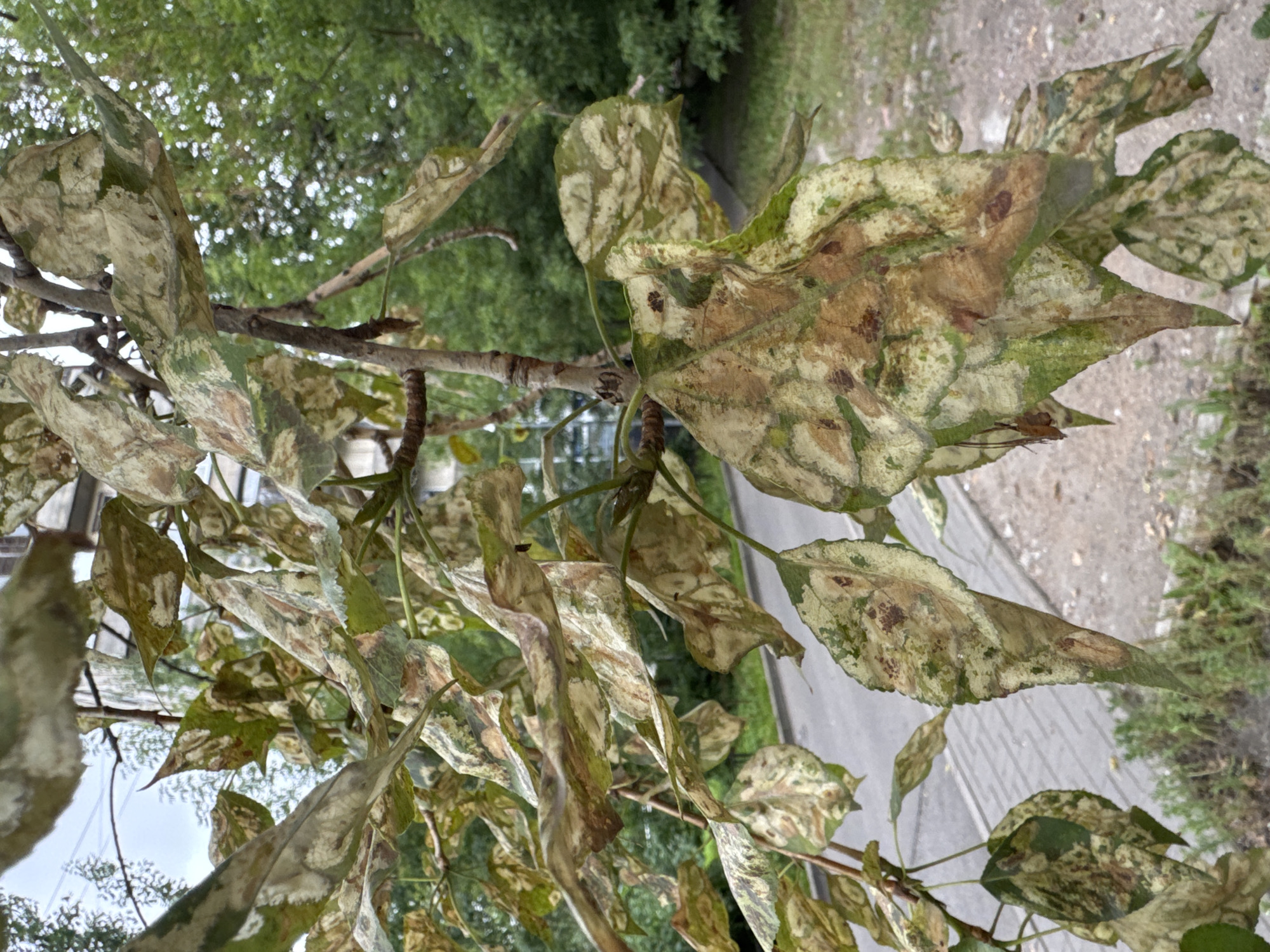 The image shows a close-up of several leaves on a tree branch, displaying significant discoloration and damage, with patches of brown and light green. In the background, a paved sidewalk with a pattern of light gray and white rectangular tiles is visible, alongside a road and green foliage of trees and bushes. A building with windows can be seen in the far distance. The scene appears to be an outdoor urban environment. The condition of the leaves suggests a potential disease or environmental stress affecting the tree.