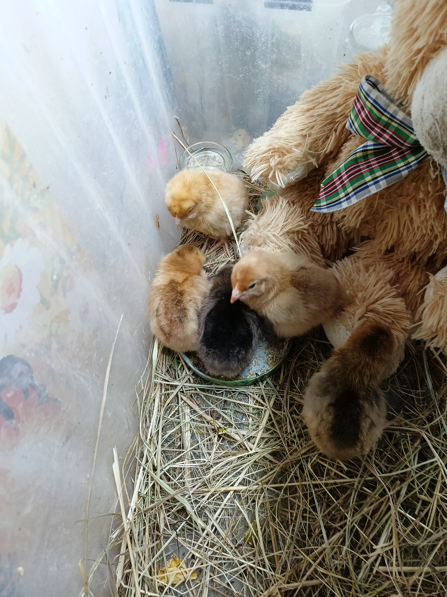 The image shows four chicks nestled in straw inside a clear plastic container. One chick is black, while the other three are shades of yellow and brown. A fluffy brown teddy bear with a plaid bow is partially visible in the background, leaning into the container. The container appears to be in a rural or domestic setting, possibly a farm or backyard, given the straw and chicks. The image was taken in Lagovskoe, Russia.