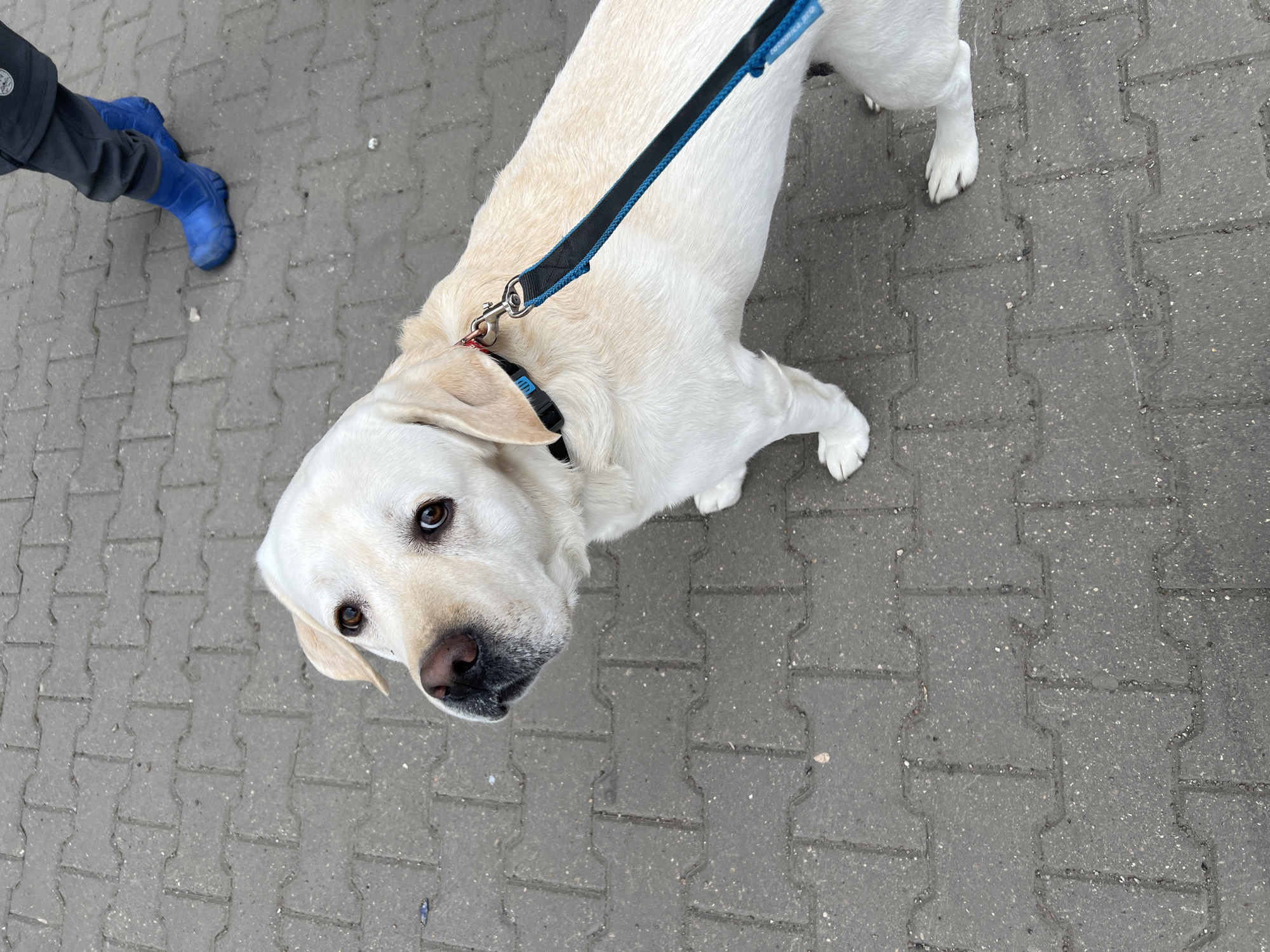 A high-angle, overhead shot captures a light-colored Labrador Retriever dog on a leash, looking up at the camera. The dog, which appears to be cream or light yellow, is positioned centrally, gazing directly upwards with inquisitive brown eyes. It wears a black collar with blue accents and is connected to a blue and black leash. Visible text on the leash reads "tacemica.pl".
In the upper-left corner, the lower part of a person's leg and foot are visible. The person wears dark grey pants, which feature a small white logo (possibly depicting an animal's head) on the side, and bright blue, somewhat bulky overshoes or boots.
The setting is an outdoor paved area, likely a sidewalk or path, covered with interlocking gray concrete pavers. The pavers show signs of wear and contain small bits of debris or gravel. The lighting is diffused, suggesting an overcast day with no harsh shadows. The dog appears attentive, possibly expecting a command or interaction during a walk in what could be an urban or suburban area of Mytishchi, Russia.