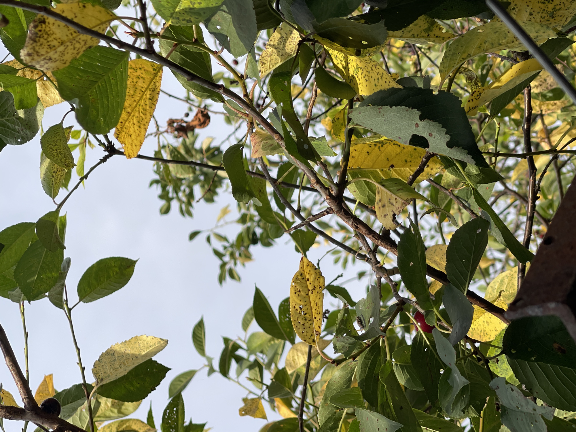 The image captures a close-up view of a tree branch with leaves against a pale sky, likely in an outdoor setting. Several leaves are visible, transitioning from green to yellow, with some showing spotting and damage, suggesting the onset of autumn or a natural aging process. A single, small, dark red cherry-like fruit is attached to one of the branches, partially obscured by leaves. The branches are slender and brown, with smaller twigs branching off. The background is mostly out of focus, showing a hazy sky. In the lower portion of the image, a rusty, corrugated metal edge is visible, suggesting a man-made structure or barrier adjacent to the tree. There are no people or animals prominently featured in the scene. The overall impression is one of nature's autumnal change observed in a likely urban or semi-urban environment. The location is not discernible from the image itself.