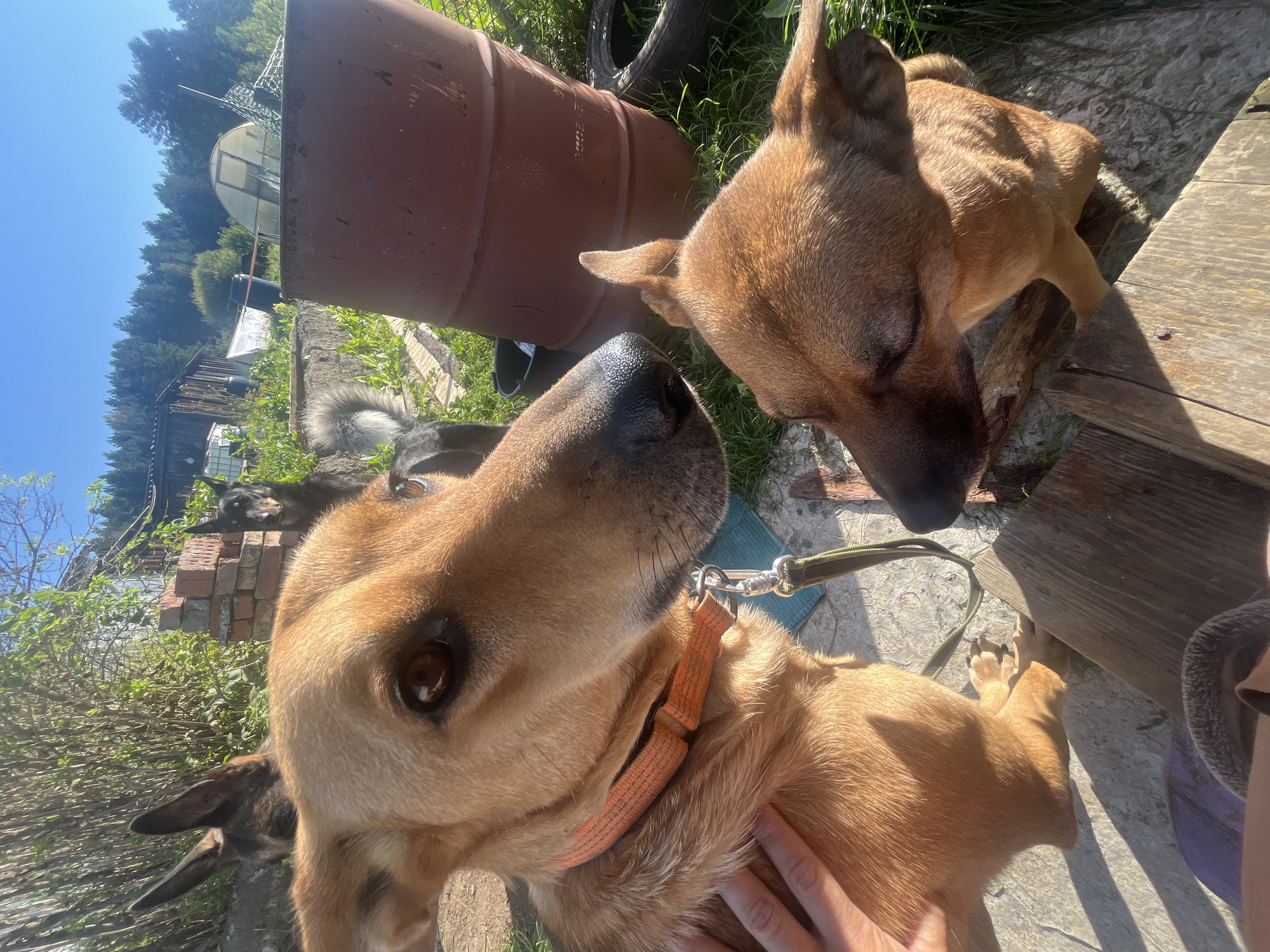 This is a medium-shot, outdoor photograph taken on a sunny day. The foreground features the heads and upper bodies of three dogs. A tan dog with an orange collar is in the left foreground, looking directly at the camera. Its head is close to the viewer, and a hand is visible petting its neck. To the right and slightly behind the tan dog is another tan dog, also facing away from the camera and partially obscured. In the background, partially visible behind the tan dog on the left, is a third dog, dark-colored with pointed ears. The environment appears to be a rural or semi-rural setting, possibly a backyard or dacha. There are wooden structures, a large red barrel, a greenhouse, and dense foliage and trees in the background. The sky is clear and blue. The location is identified as Nizhny Tagil, Russia.