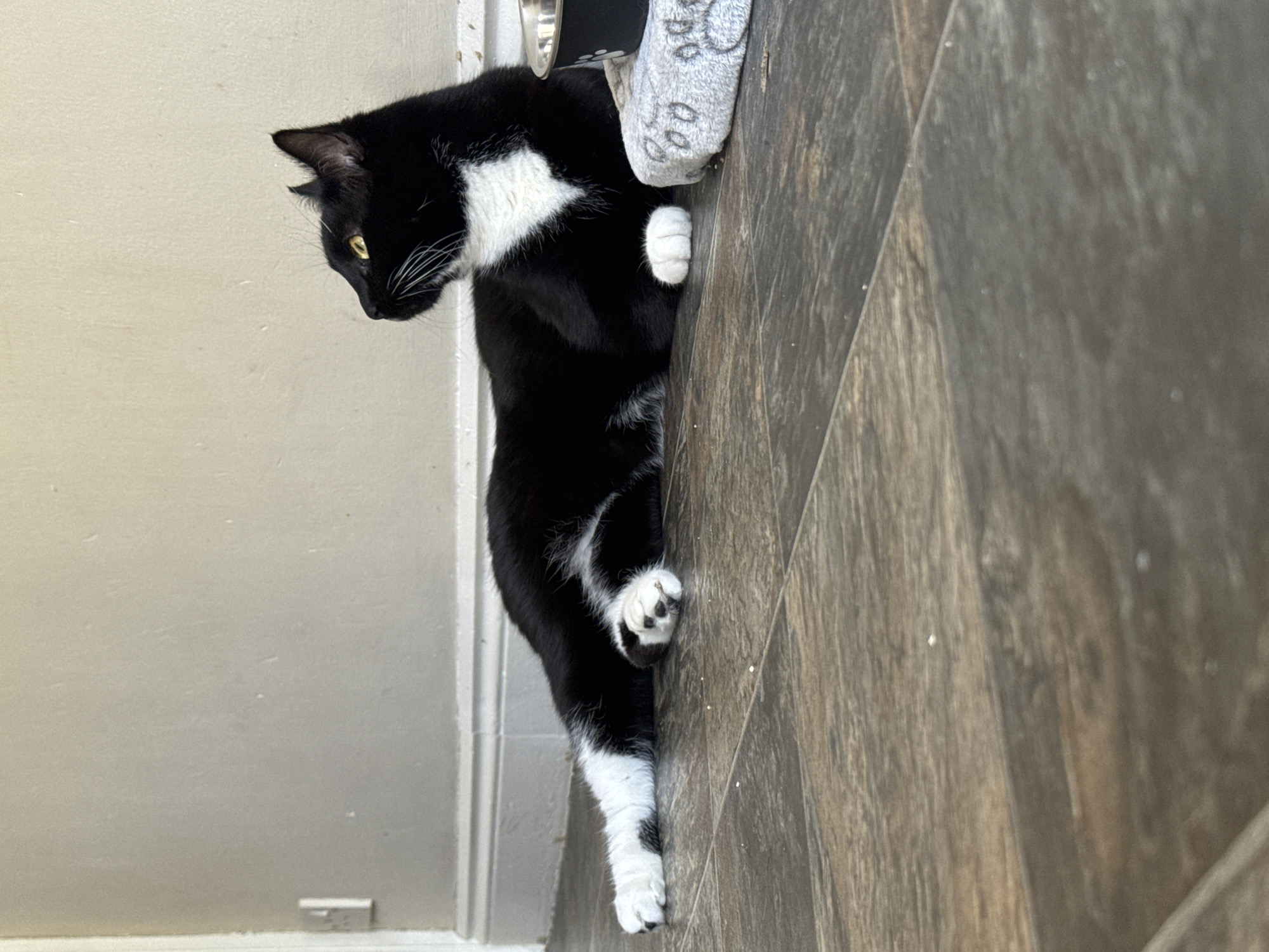 A black and white tuxedo cat is depicted in a vertical orientation, its body extending downwards along the right side of the frame. The cat's head is turned to its left, with bright yellow eyes intently focused downwards. It features prominent white whiskers, a distinct white patch on its chest, and white "mittens" on its paws, contrasting with its sleek black fur.
One of the cat's white front paws is gently resting near a grey, textured item, which appears to be a sock or soft toy. Adjacent to this item is a dark-colored pet bowl, partially visible, with a white paw print design and the word "Paws" printed on its side. The cat's lower body, including its white-socked hind legs, is against a dark brown, wood-effect laminate floor. To the left of the cat and filling the majority of the background is a plain, light beige wall.
The scene is indoors, likely a home environment, and appears to be brightly lit by natural light, suggesting it is daytime. The cat's posture suggests it is either stretching, climbing, or observing something just out of frame below its gaze. The image provides a detailed view of the cat's markings and immediate surroundings.