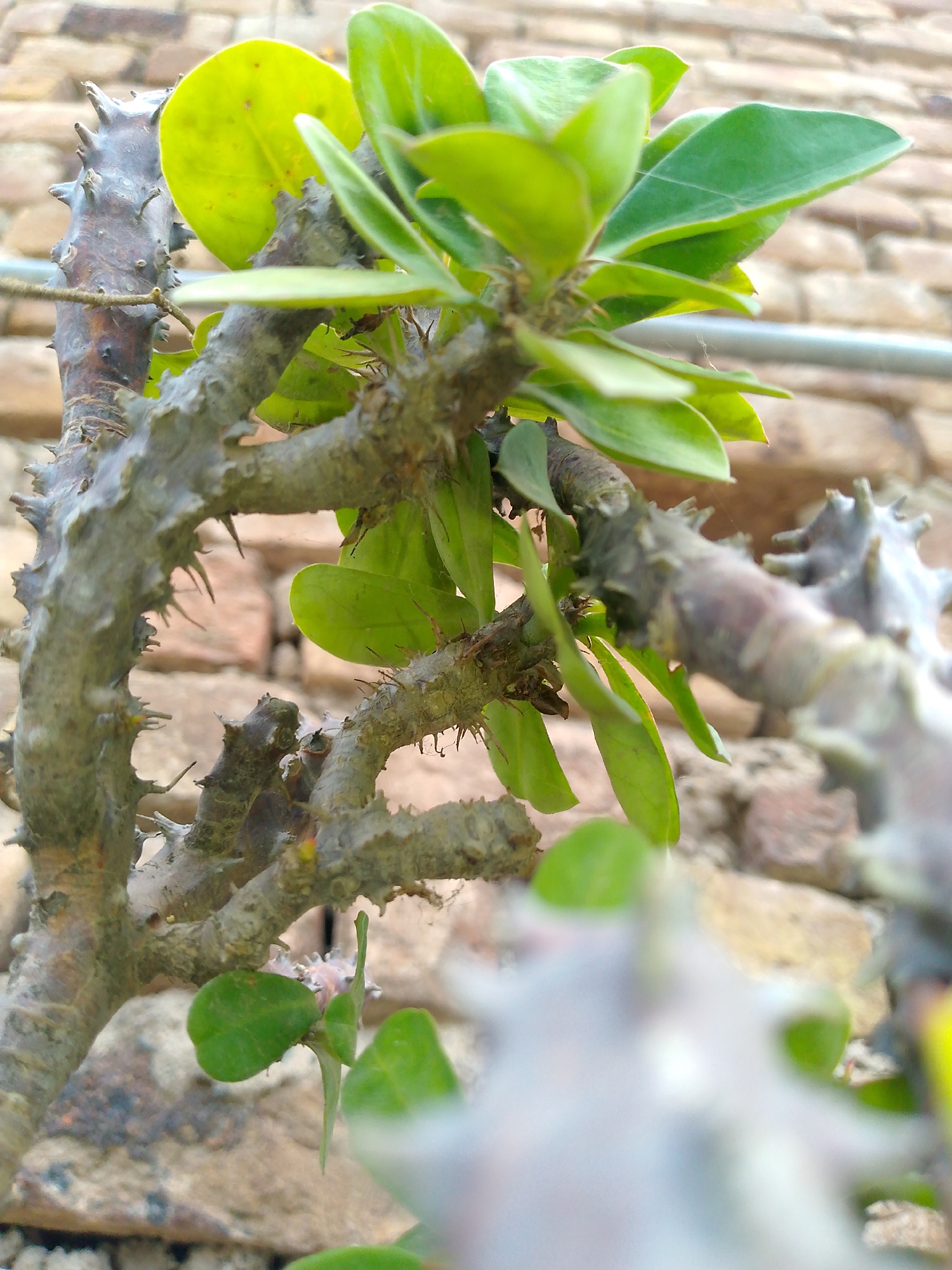 A close-up, low-angle, shallow depth of field shot focuses on the thorny branches and green leaves of a plant against a blurred background of tan bricks. The branches are a greyish-brown, with prominent, sharp thorns protruding at various angles. The leaves are a vibrant green, some appearing waxy, and are clustered at the ends of the branches. A thin strand of spiderweb is visible near the upper right cluster of leaves. The brick wall in the background is composed of irregularly shaped, tan-colored bricks with visible mortar lines. The lighting appears to be natural, possibly daylight, casting subtle shadows. No people or animals are present in the scene.