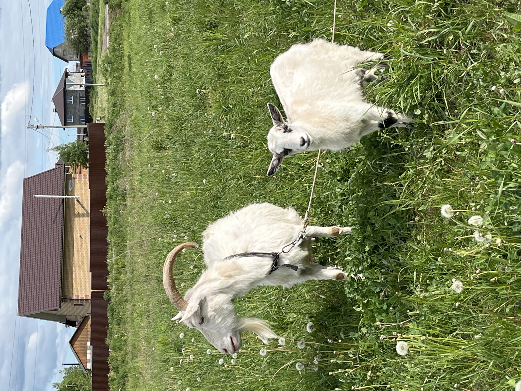 Two goats graze in a grassy field speckled with dandelions in Ludorvay, Russia. One goat, a mature male with large curved horns and a harness, stands towards the bottom of the frame. The other, a smaller goat, lies in the grass at the top of the frame. A thin rope connects the two. In the background, several houses, a brown metal fence, and a cloudy sky are visible.