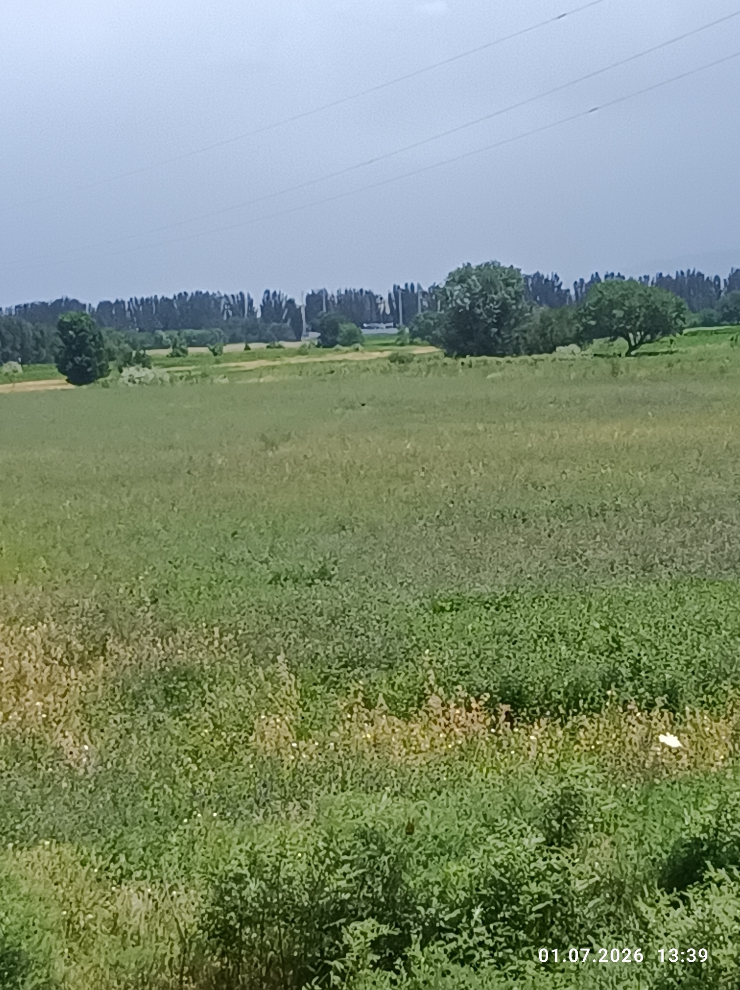The image depicts a wide, green field with tall trees in the background. The sky is a pale blue, and there are visible power lines stretching across the upper portion of the frame. The field appears to be covered in grass and various smaller plants, some of which are yellowish-brown, suggesting patches of dry vegetation or flowering plants. In the distance, a line of densely packed trees forms a natural border, and beyond that, what appears to be a distant landscape or hills is visible. The overall scene suggests an outdoor, natural setting.
There are no people or specific objects readily apparent, other than the natural elements and the power lines. The activity, if any, is not discernible, implying a still or uneventful moment in time. The time of day is indicated by the timestamp "01.07.2026 13:39", suggesting it is early afternoon. The weather appears to be clear or partly cloudy. The location context provided is Chüy, Kyrgyzstan.
Notable details include the texture of the field, the silhouettes of the trees against the sky, and the presence of the power lines, which introduce a man-made element into the natural landscape. The timestamp suggests a future date, which is unusual but factual information from the image metadata.