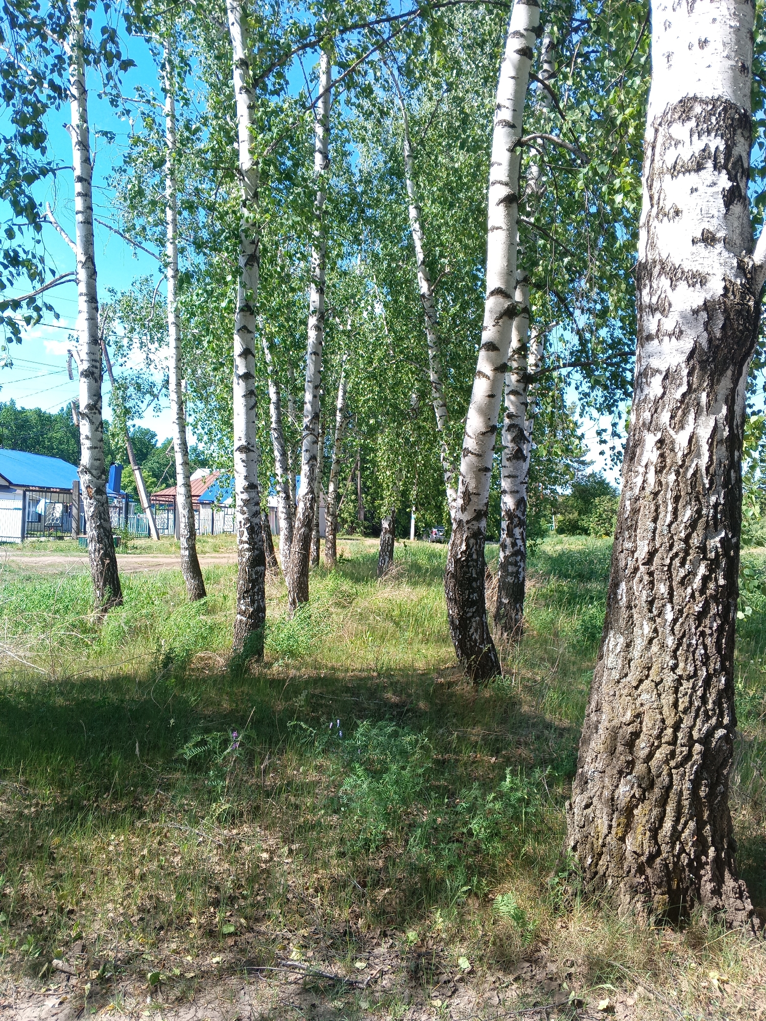 The image depicts a birch grove in Tolbazy, Russia. Several birch trees with white and black bark stand in a grassy area. In the background, a few houses with blue roofs can be seen. The ground is covered in grass, with some bare patches and fallen leaves visible. The overall lighting suggests a sunny day.