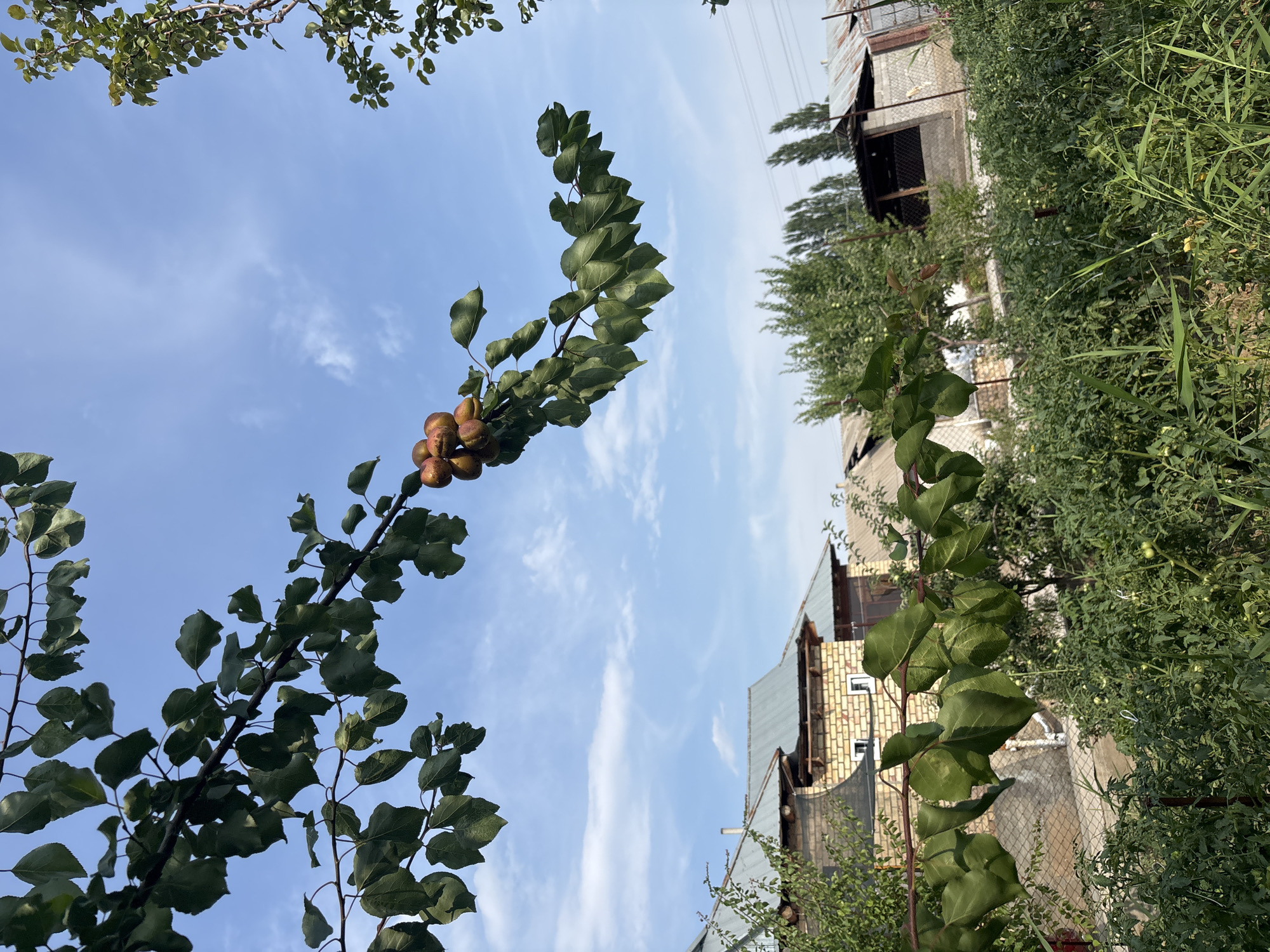 In a sun-drenched outdoor scene, an apricot tree branch laden with ripe apricots hangs in the foreground, silhouetted against a clear blue sky dotted with wispy white clouds. The apricots, a cluster of warm orange and red hues, are the focal point of the upper left quadrant of the image. Below, a rural residential area unfolds. Two brick houses with corrugated metal roofs are visible, one with a yellow-toned brick facade and the other a lighter tan. A chain-link fence separates the garden from the houses. Lush green vegetation, including what appears to be a tomato patch, dominates the lower portion of the image, suggesting a flourishing garden. Tall, slender trees are scattered throughout the background, contributing to the peaceful, pastoral atmosphere. The image is captured from a low angle, looking upwards, emphasizing the sky and the fruit-laden branch.
