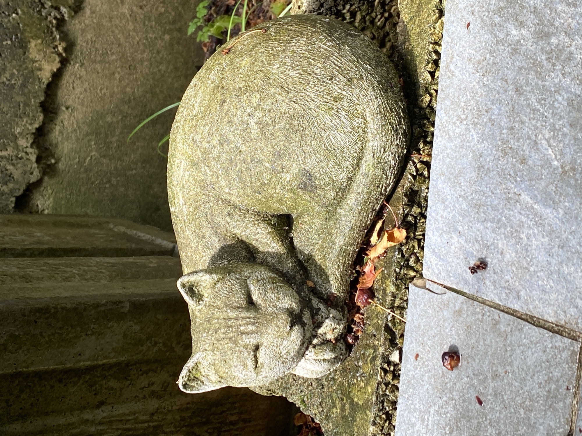 A stone statue of a sleeping cat is nestled on a moss-covered rock. The cat is curled up with its head resting on its paws, its eyes closed. Fallen leaves and small berries are scattered around the statue and on the ground in front of it. The background shows a textured stone wall and some green foliage. The ground in the foreground is paved with light grey tiles, with some small debris on them. The scene appears to be outdoors in a garden or park setting. The statue is light gray and weathered, with green moss growing in patches. Sunlight casts shadows on the statue and the surrounding area.