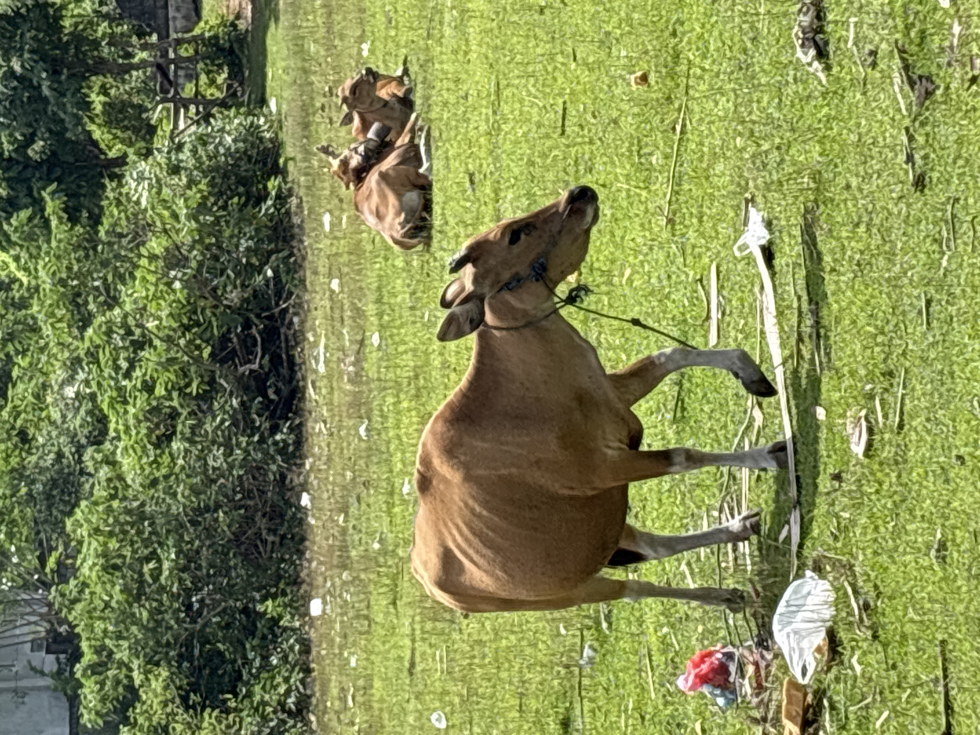 The scene depicts a grassy field in Kuta Selatan, Indonesia, with three brown cows. The foreground features a cow mid-movement, with one leg raised, head tilted upwards, and a rope halter around its neck. Two additional cows are visible in the middle ground, lying down. The environment includes a patch of dense green foliage on the left and scattered litter (plastic bags, other debris) across the grassy field.