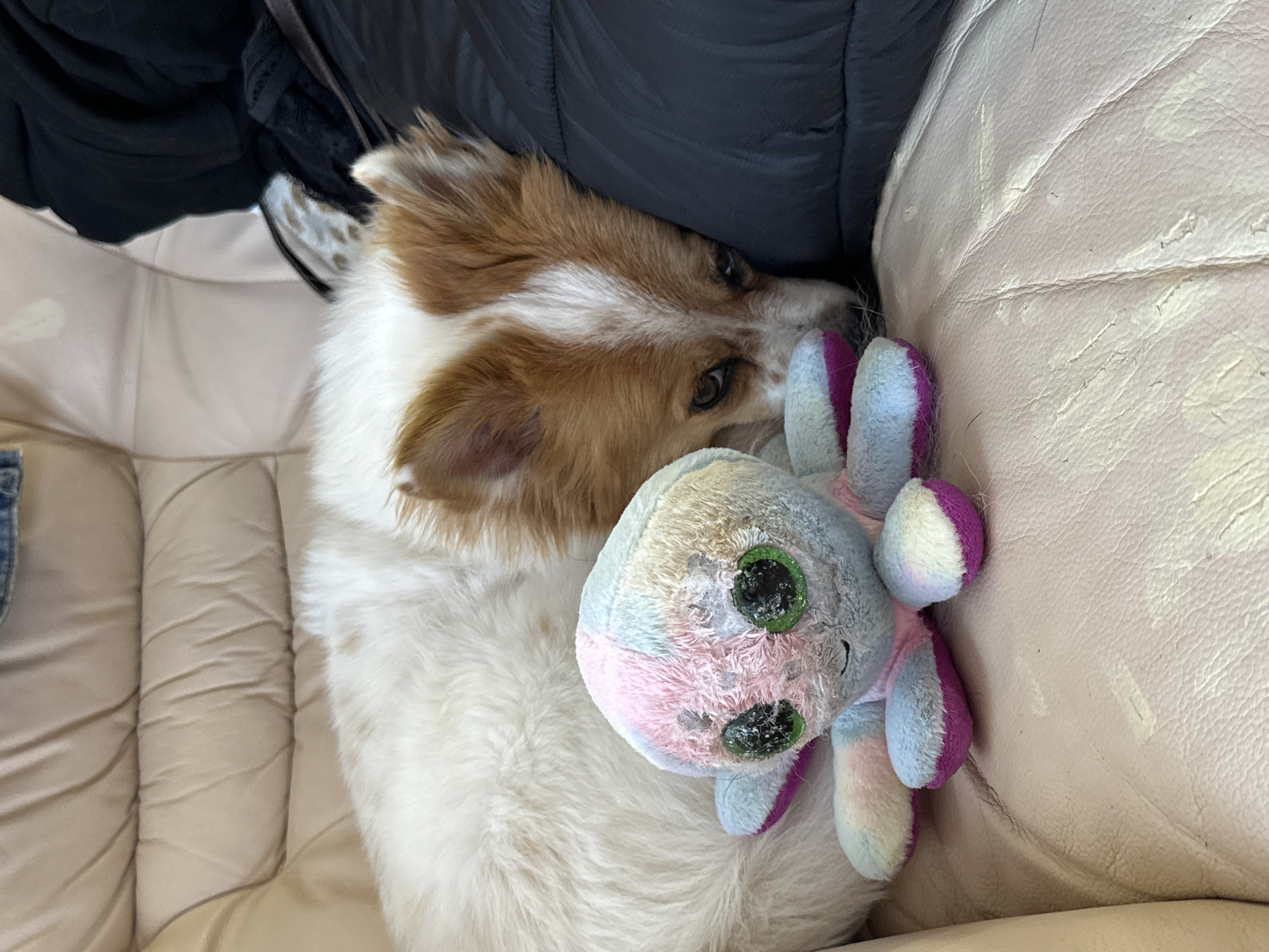 A medium shot shows a white and brown dog lying on a tan leather couch. The dog is curled up and facing the camera with its head resting on a plush toy octopus. The octopus is primarily light blue and pink with purple accents. The dog's fur is predominantly white with brown patches around its head and ears. A black jacket is visible behind the dog's head, resting on the couch. The setting appears to be indoors. The exact location in the city of Kazan, Russia, cannot be determined from the image.